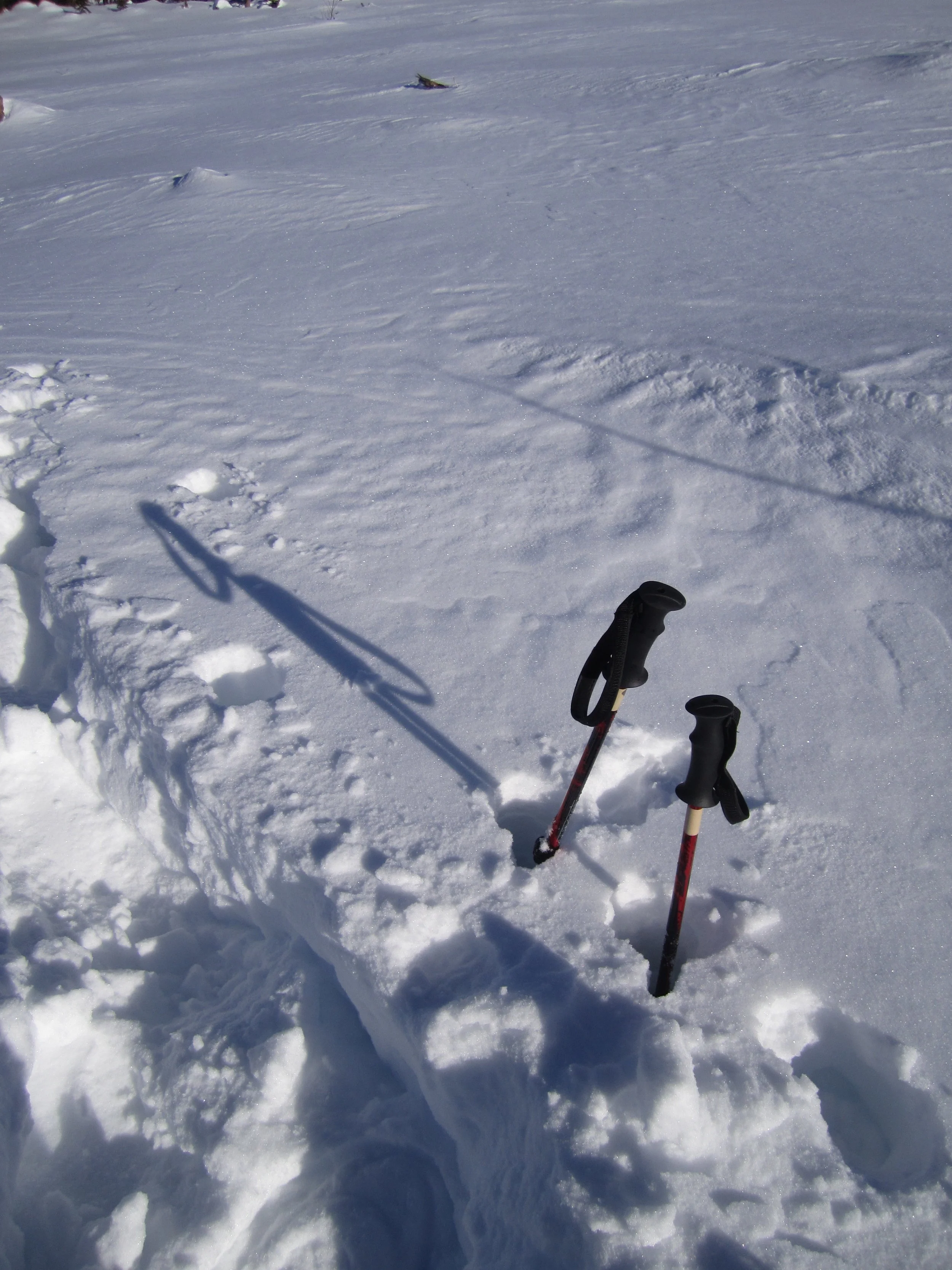 Today's poles next to my path