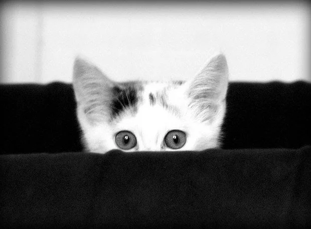 See! Be Seen!