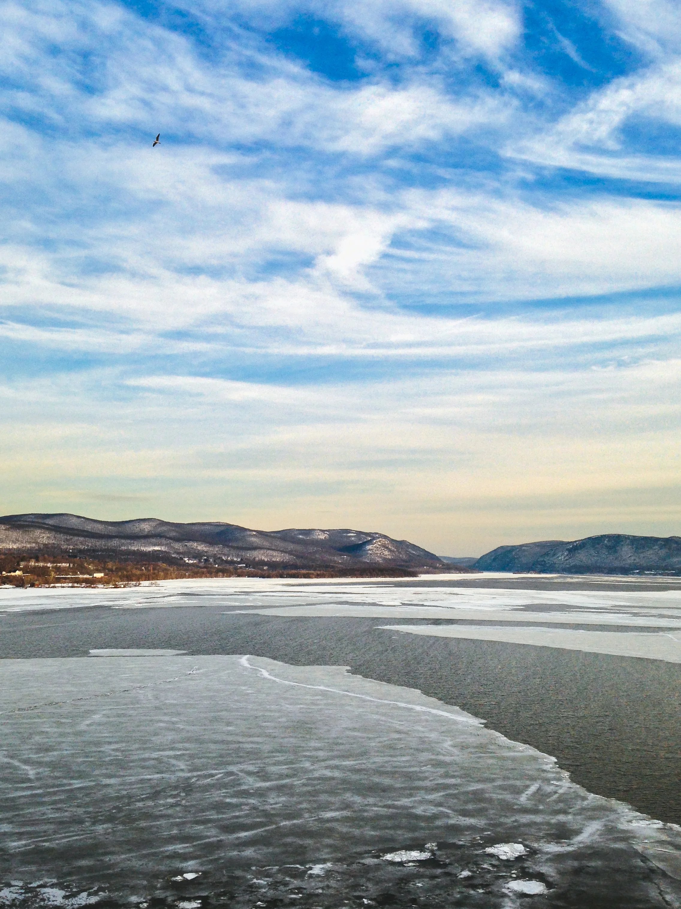 RivericeySeagull_Winter 2015-1.jpg