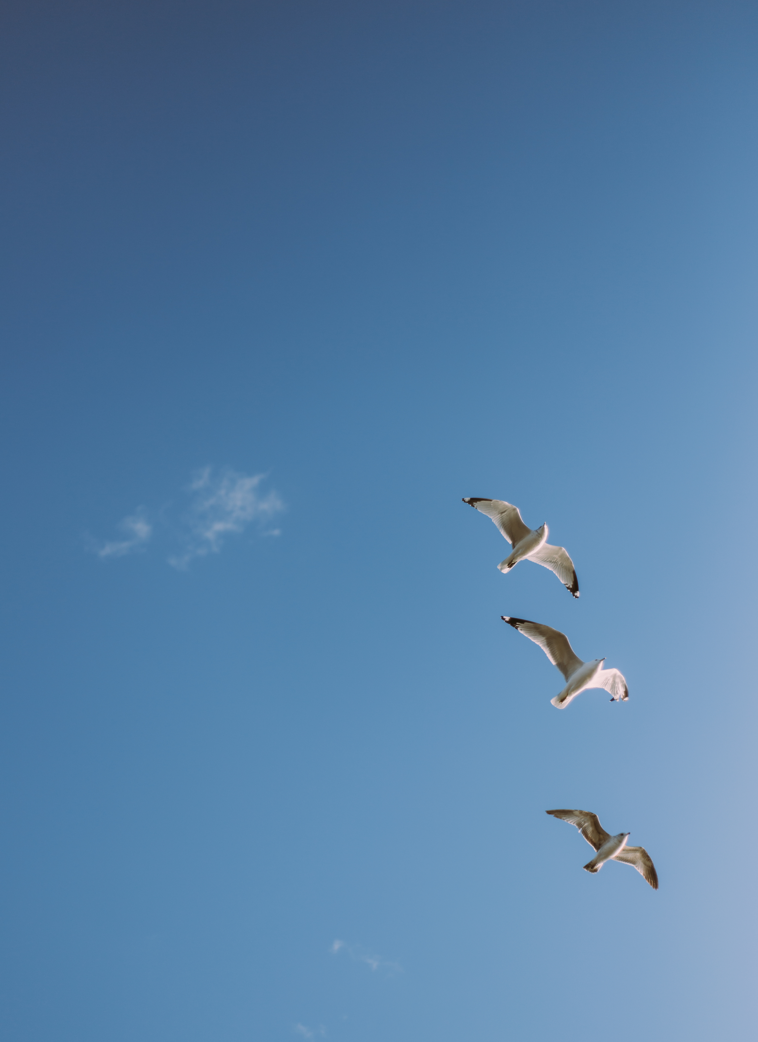 ThreeSeagullsPortrait_Spring2016.jpg