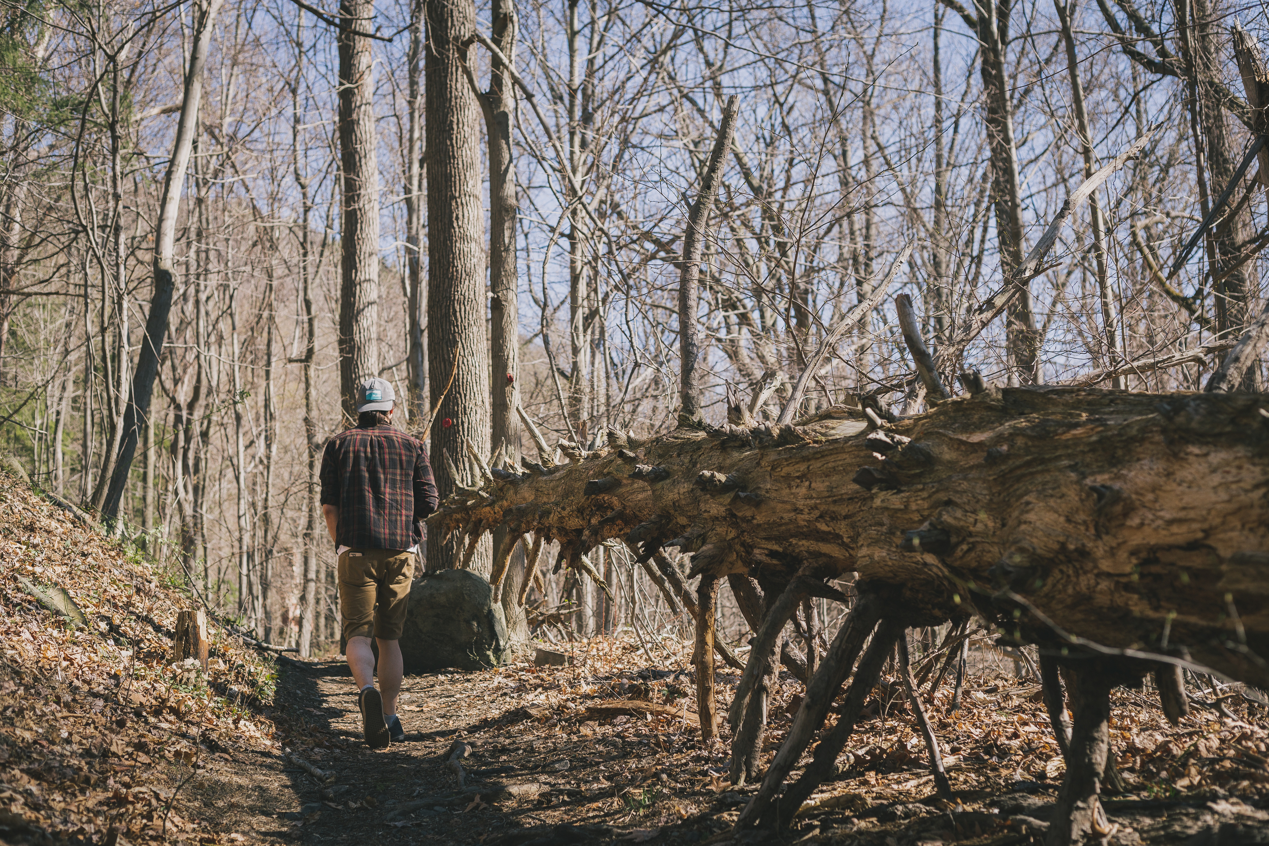 LukeTreeCornishEstateTrail.jpg