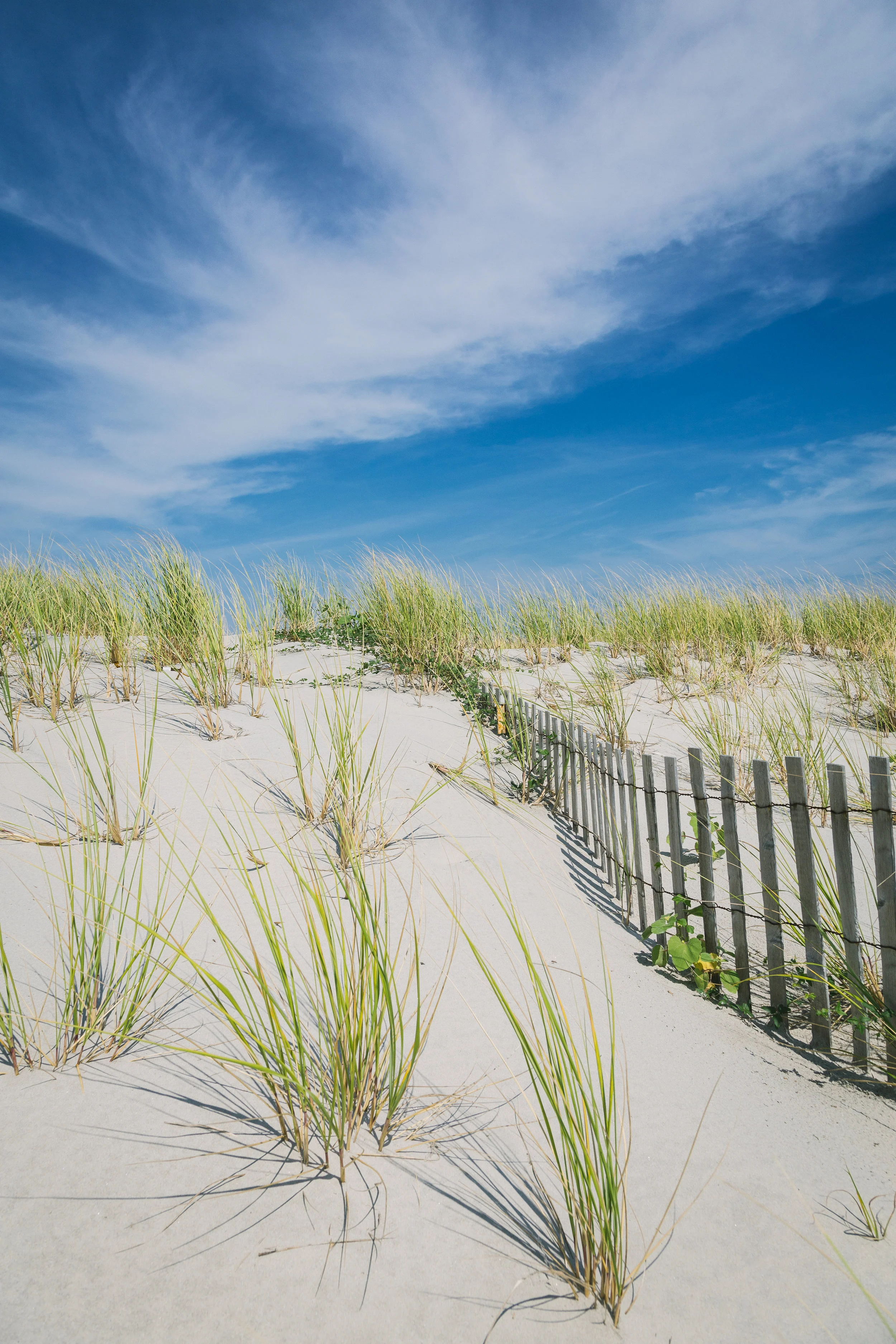 wildwoodbeachdunegrassportrait.jpg