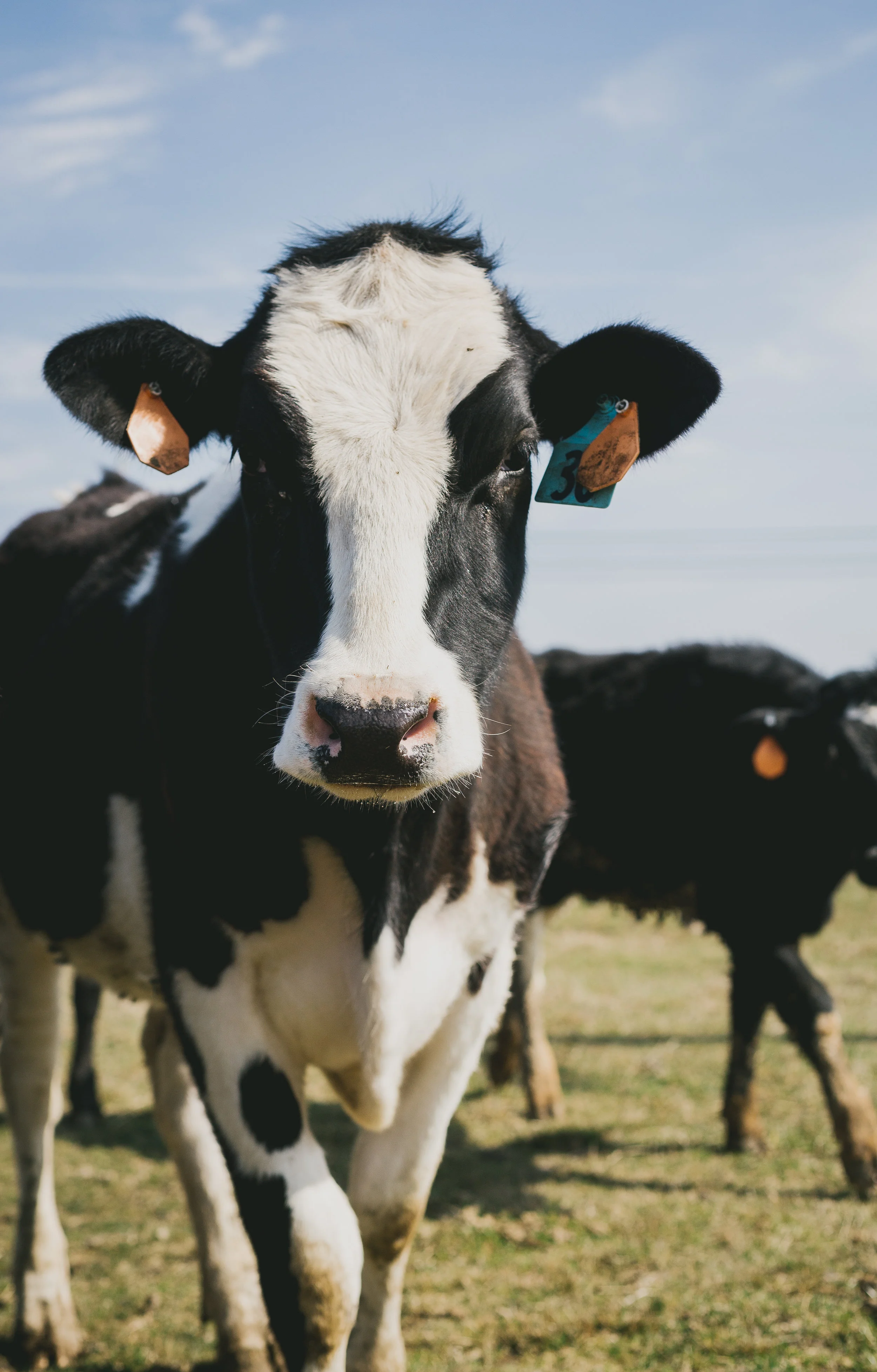 teencow.jpg