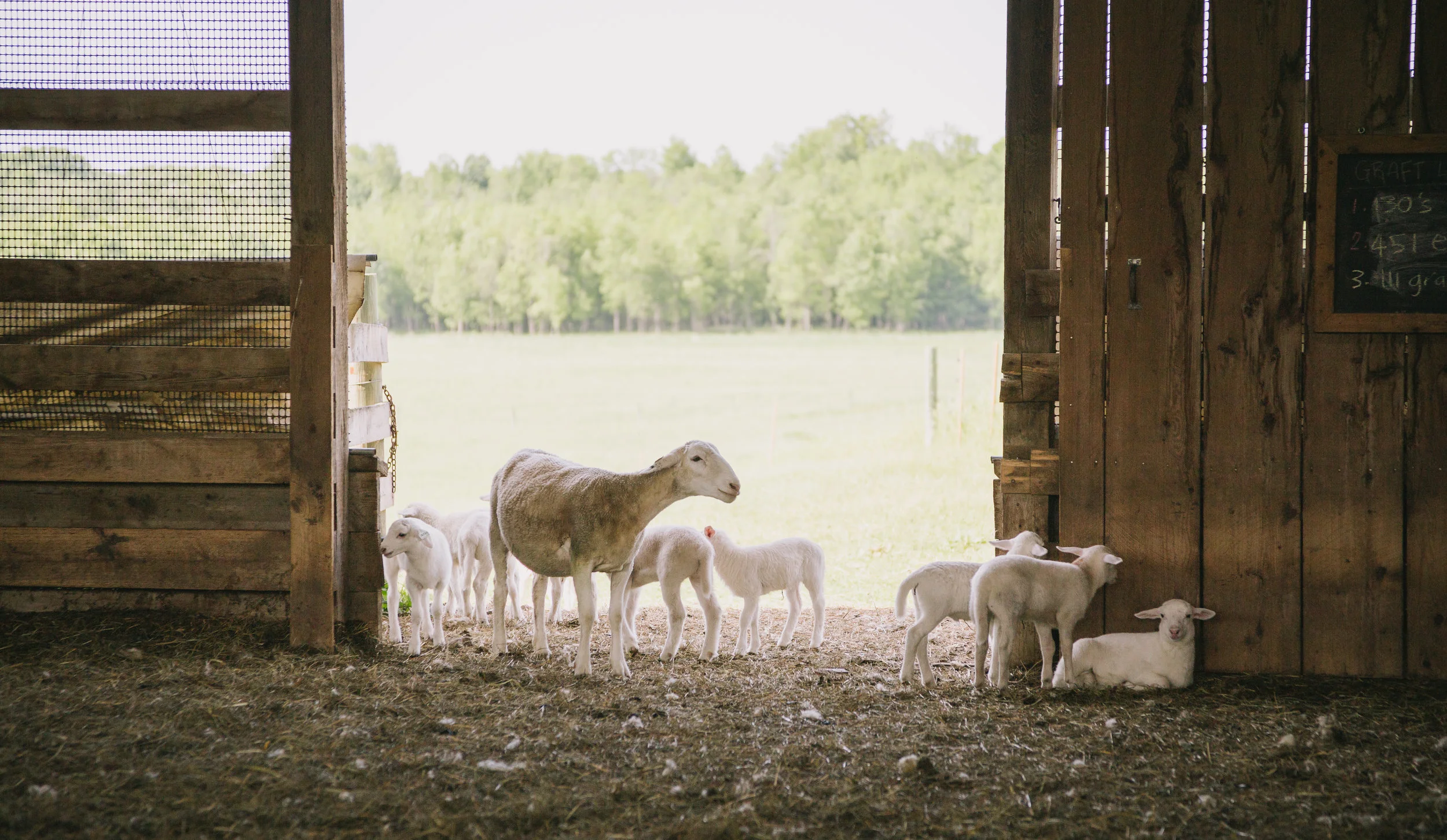 SheepLambs.jpg