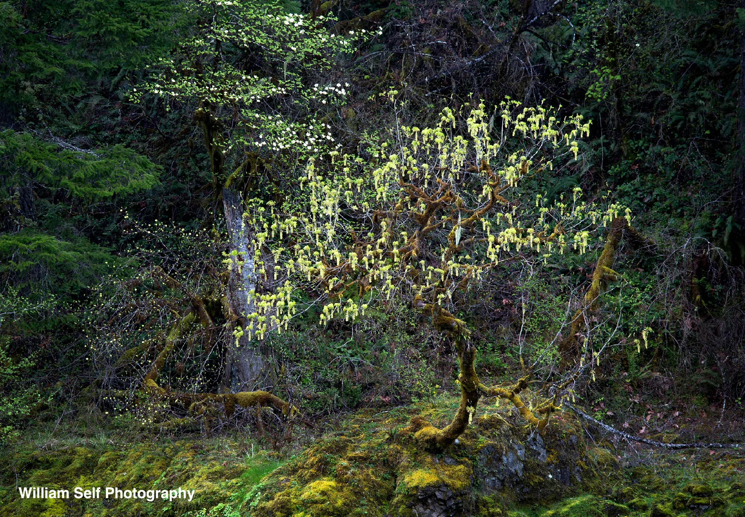 Budding Maple and Dogwood Oregon Cascades.jpg