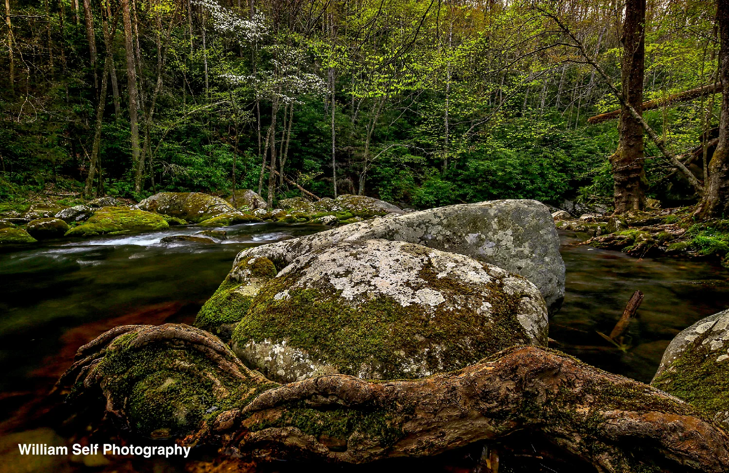 Root Boulder and Stream crop Wrmr drkr adj #3.jpg