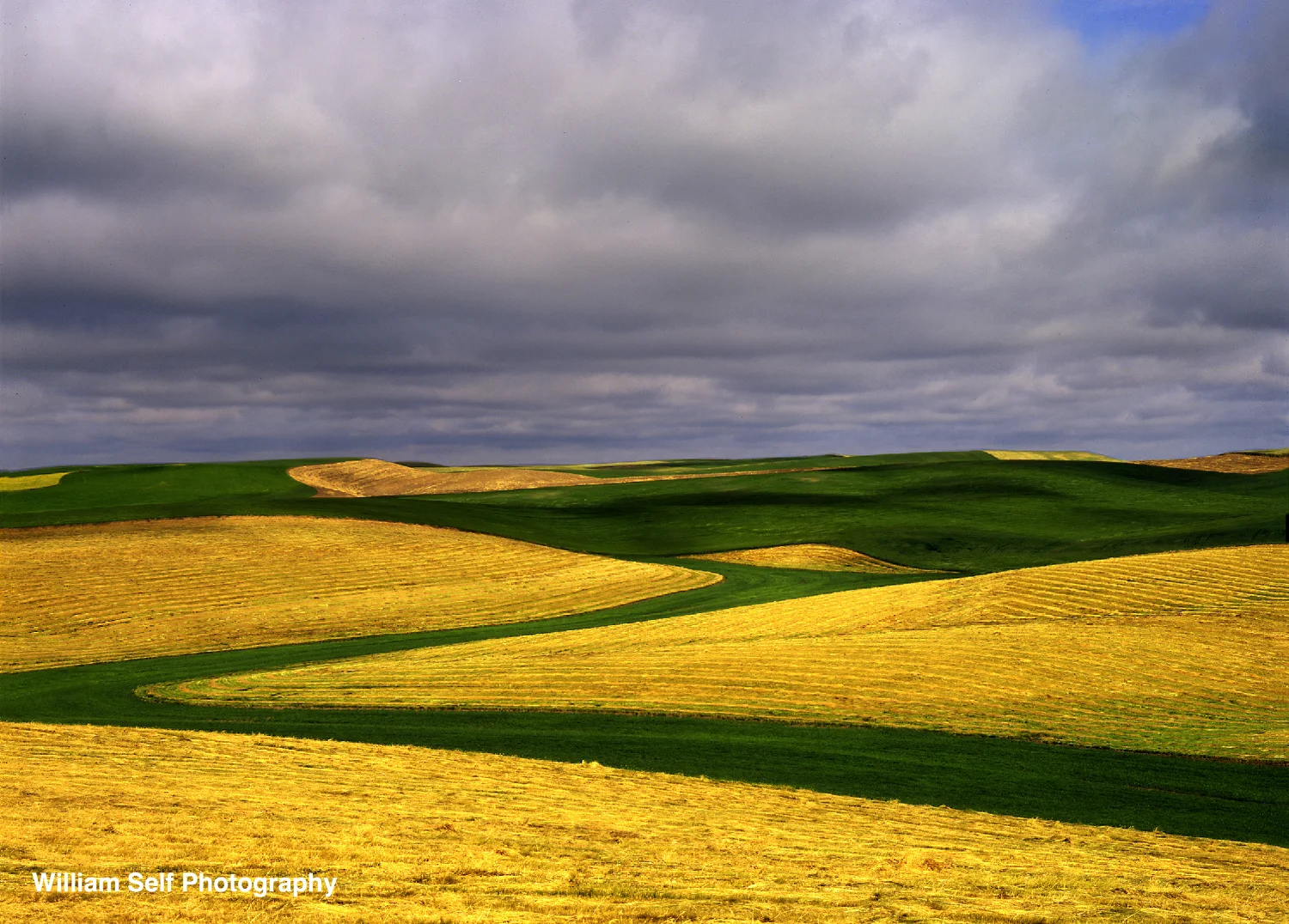 Spring Wheat Eastern Washington .jpg