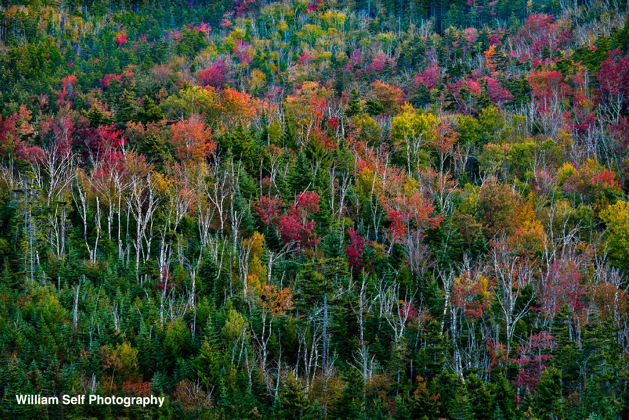 Aspen-Trunks-and-Radiant-Colors-NH.jpg