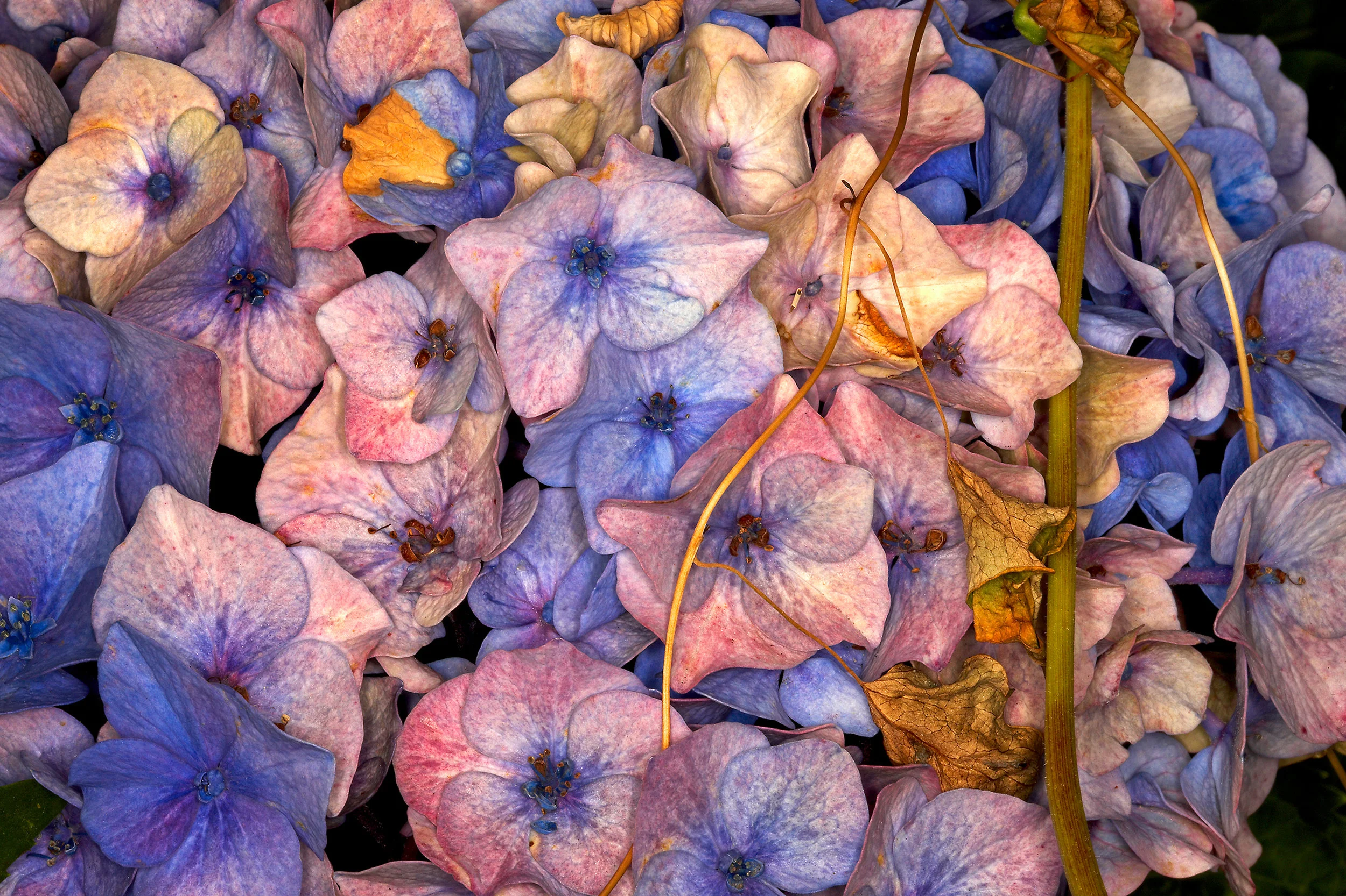 Hydrangia in Autumn for web.jpg