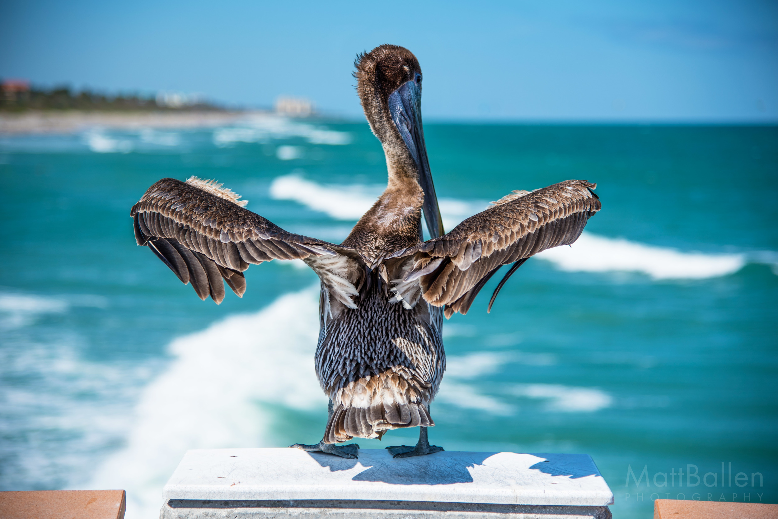 Pelican, Jupiter, Florida