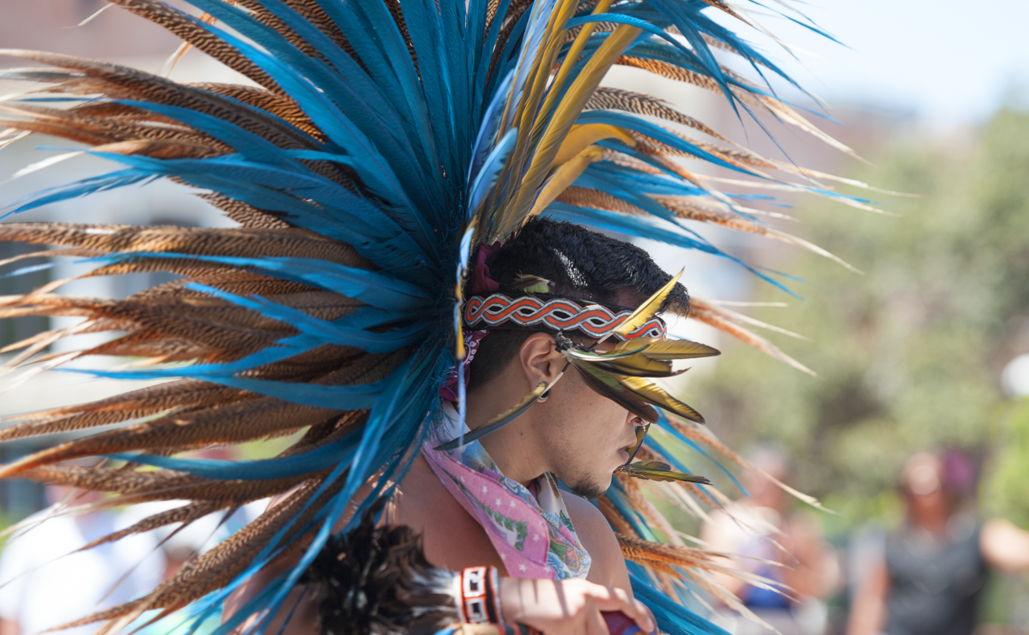wild feathers