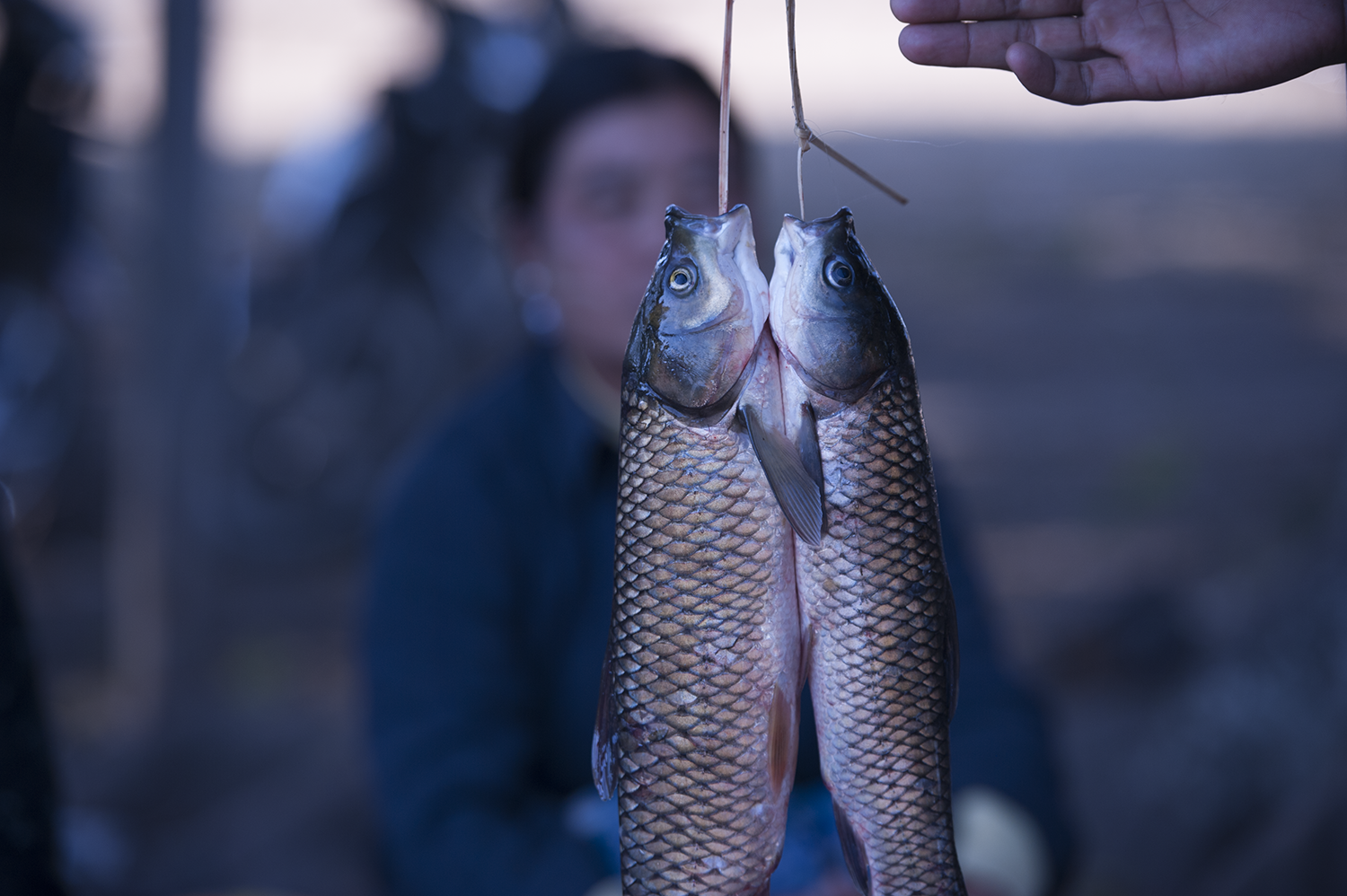 fresh catch