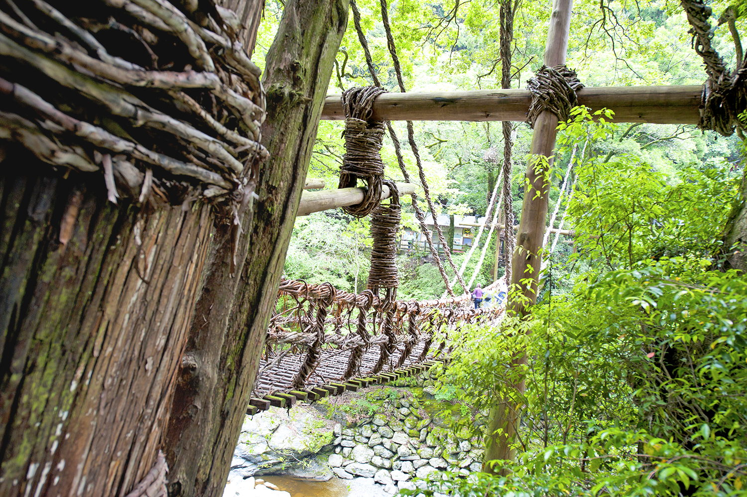 old, old, old vine bridge