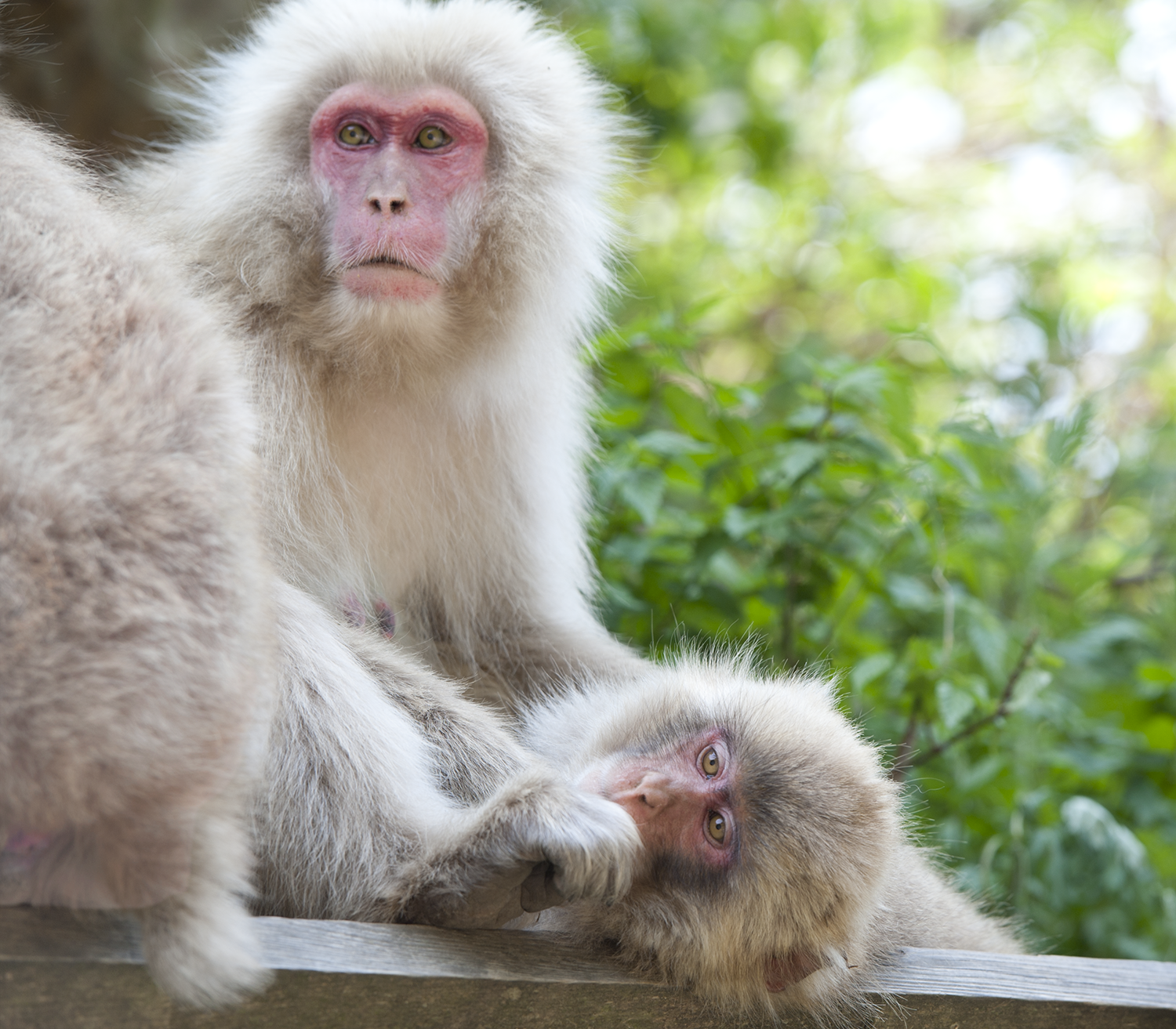 snow monkey's family