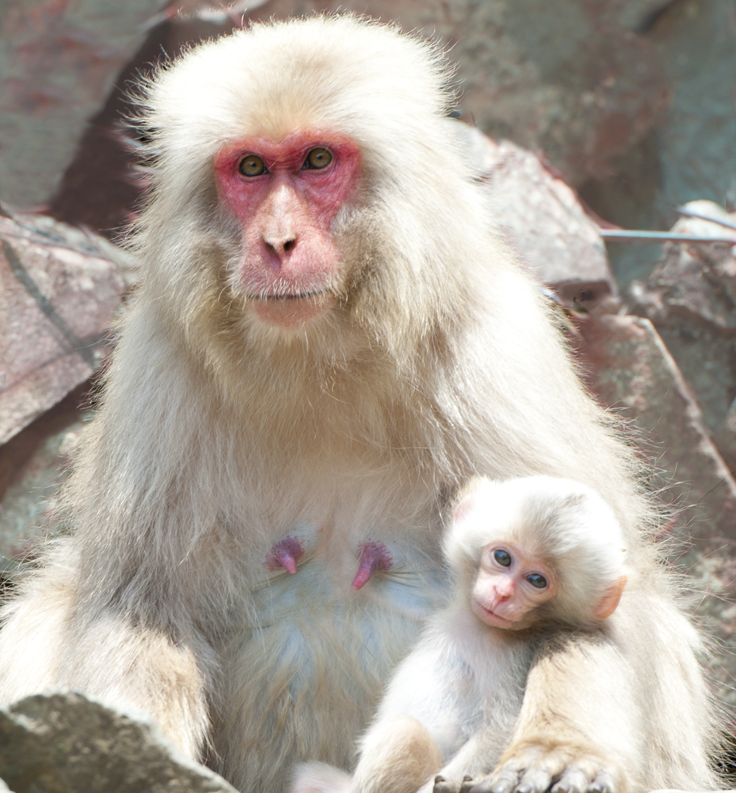 mommy
