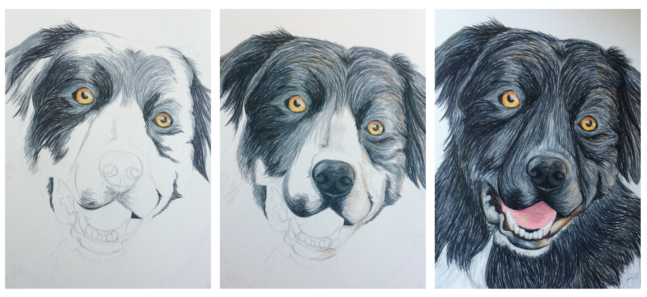 dogdoodlez-websiteimages-rufio-header.png