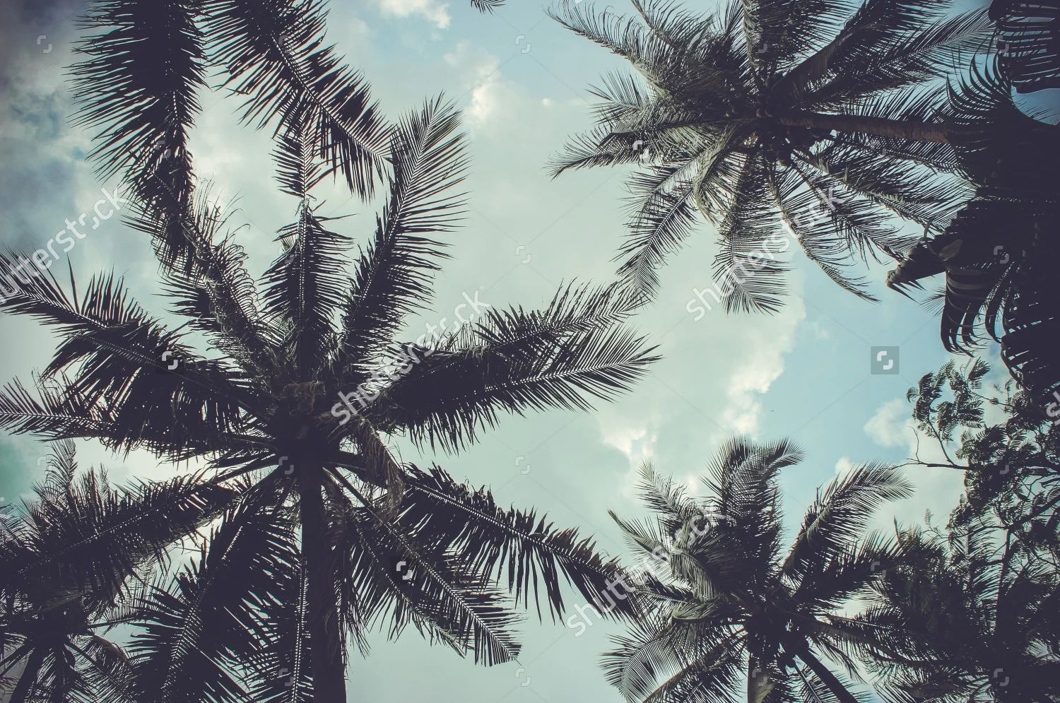 stock-photo-branches-of-coconut-palms-under-blue-sky-215900167.jpg