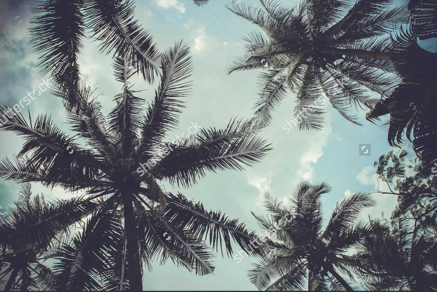 stock-photo-branches-of-coconut-palms-under-blue-sky-215900167.jpg