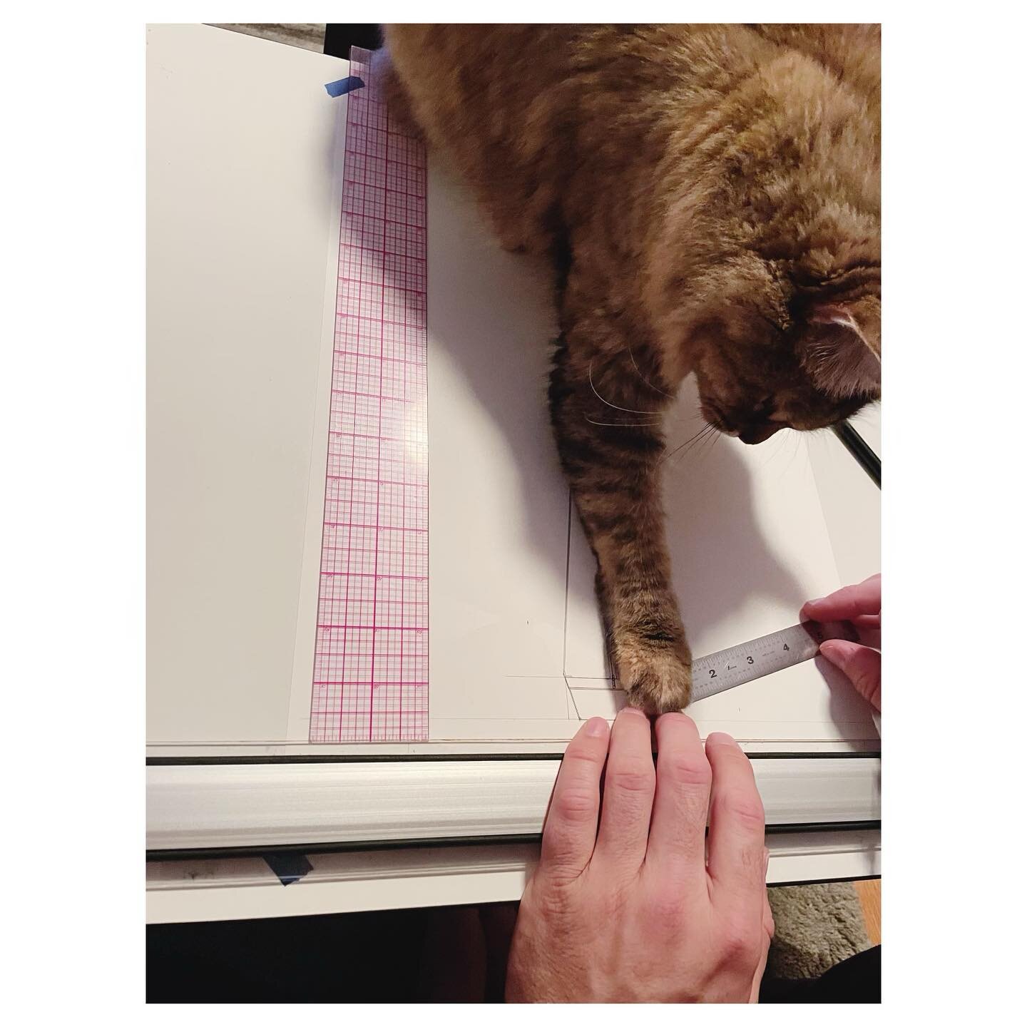 A very helpful studio cat.