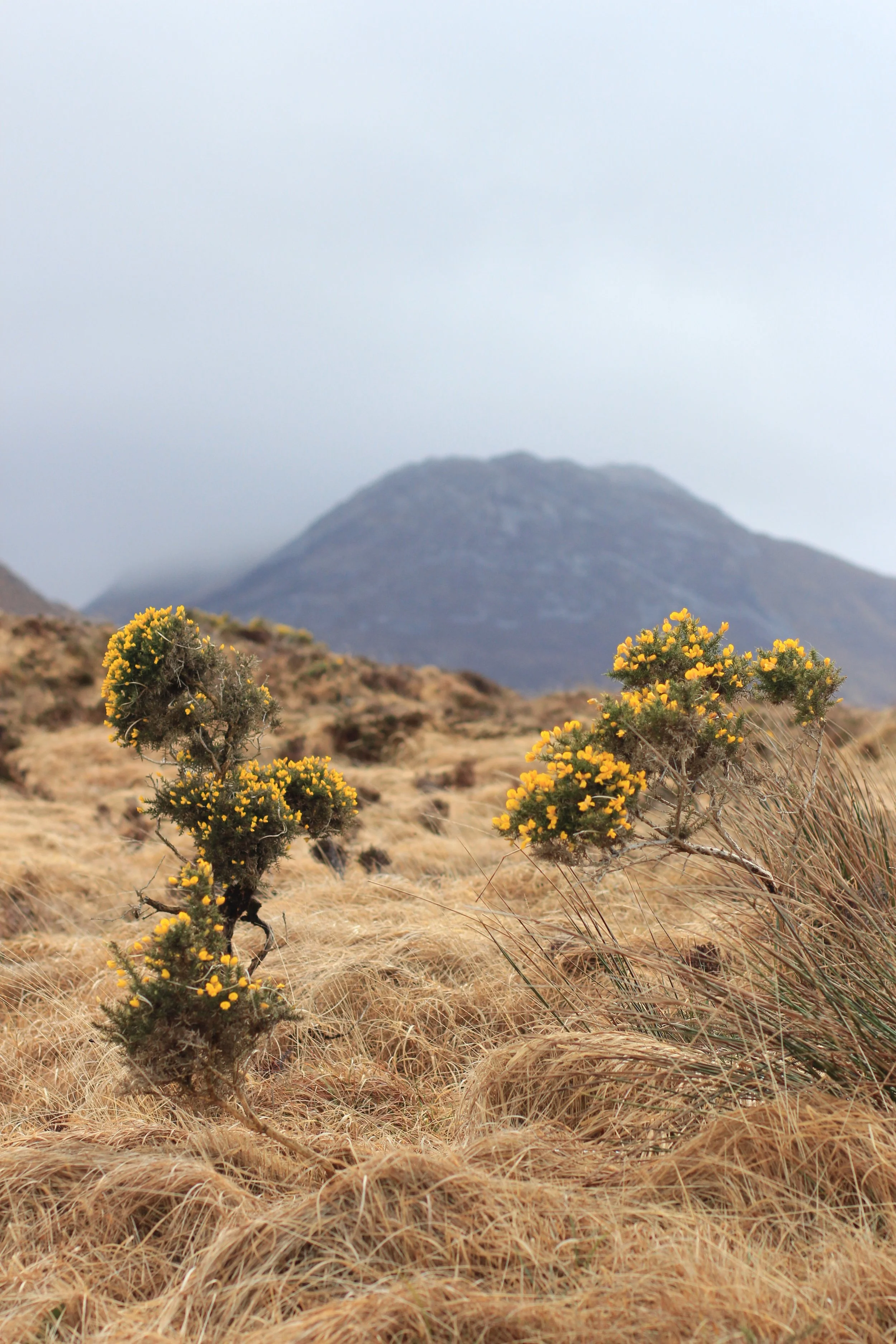 gorse.jpg