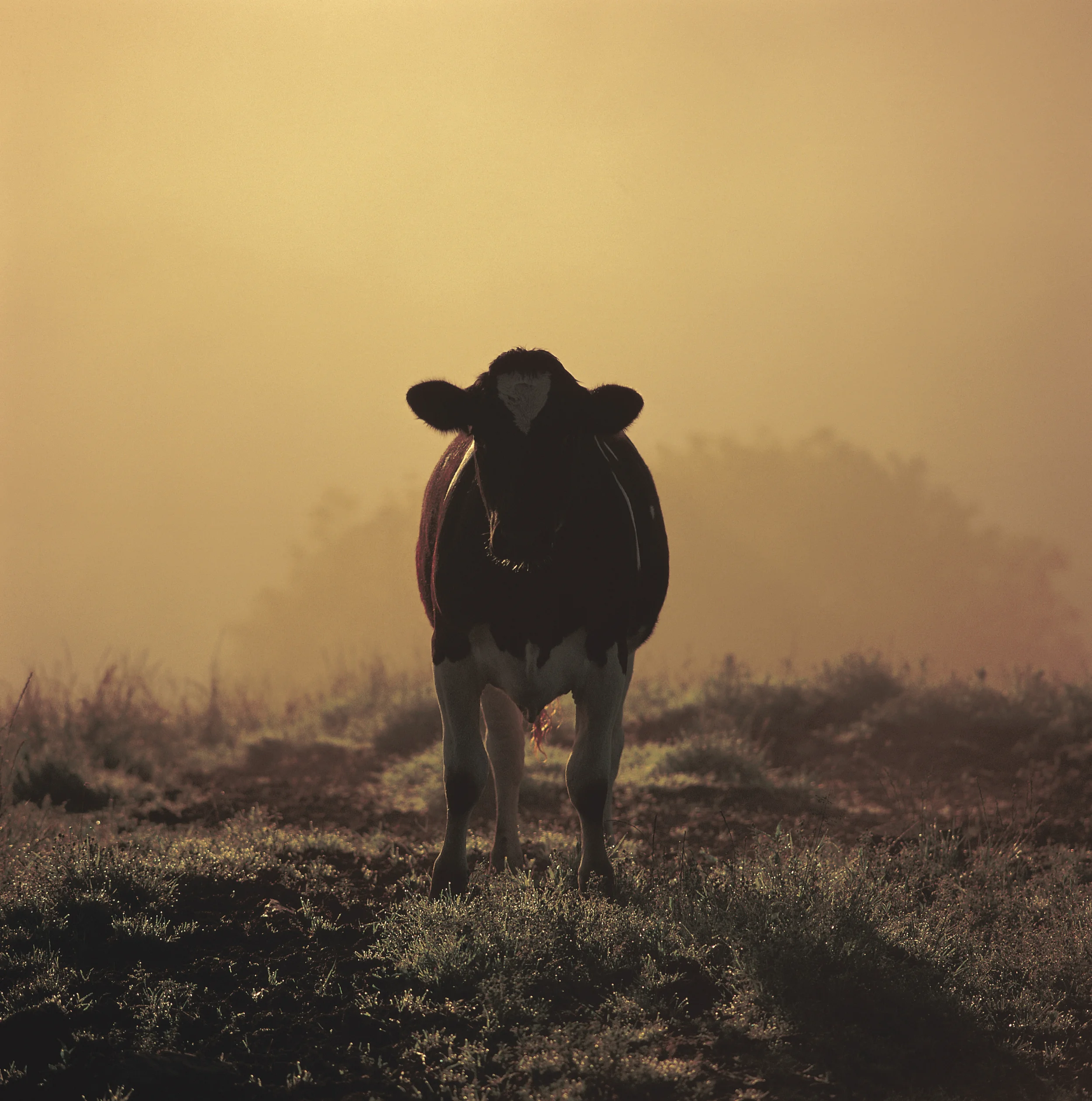 Fogs and Feasts