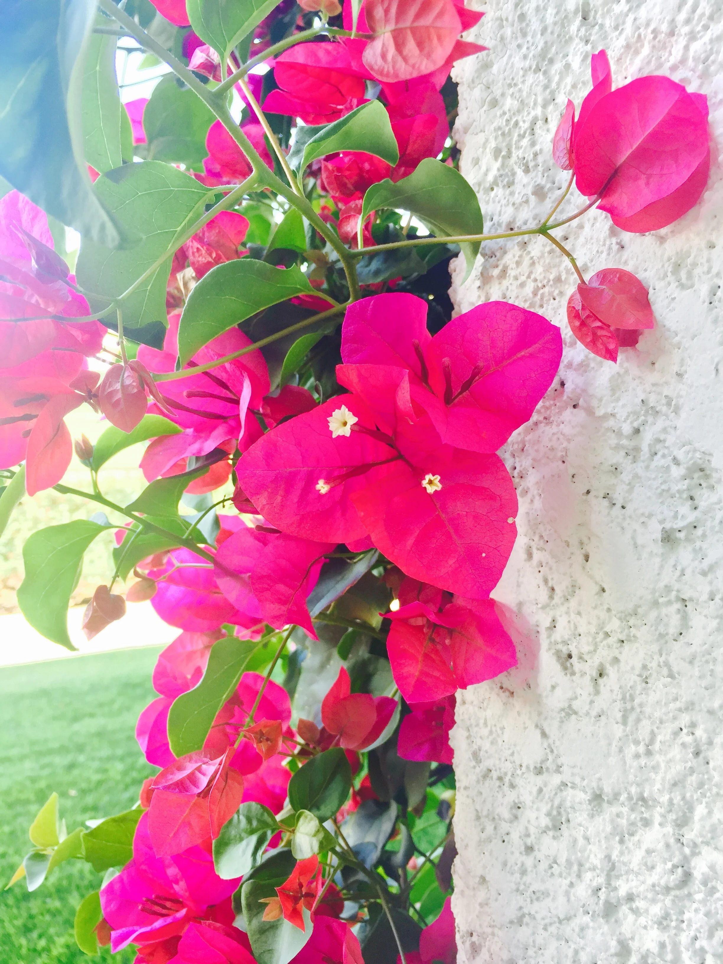 A flowered vine on a wall in Palm Springs California 
