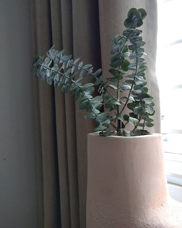 My baby mang 0_1 in the morning sunlight 🖤
After a good ch&aacute;o for breakfast I've found this eucalyptus branch laying on the road.
They were meant to be together 🌿
.
.
.
.
.
.
#ethicallymadewithlove #ethicaldesign #naturalcolor #nature  #susta