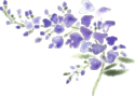wisteria3.png