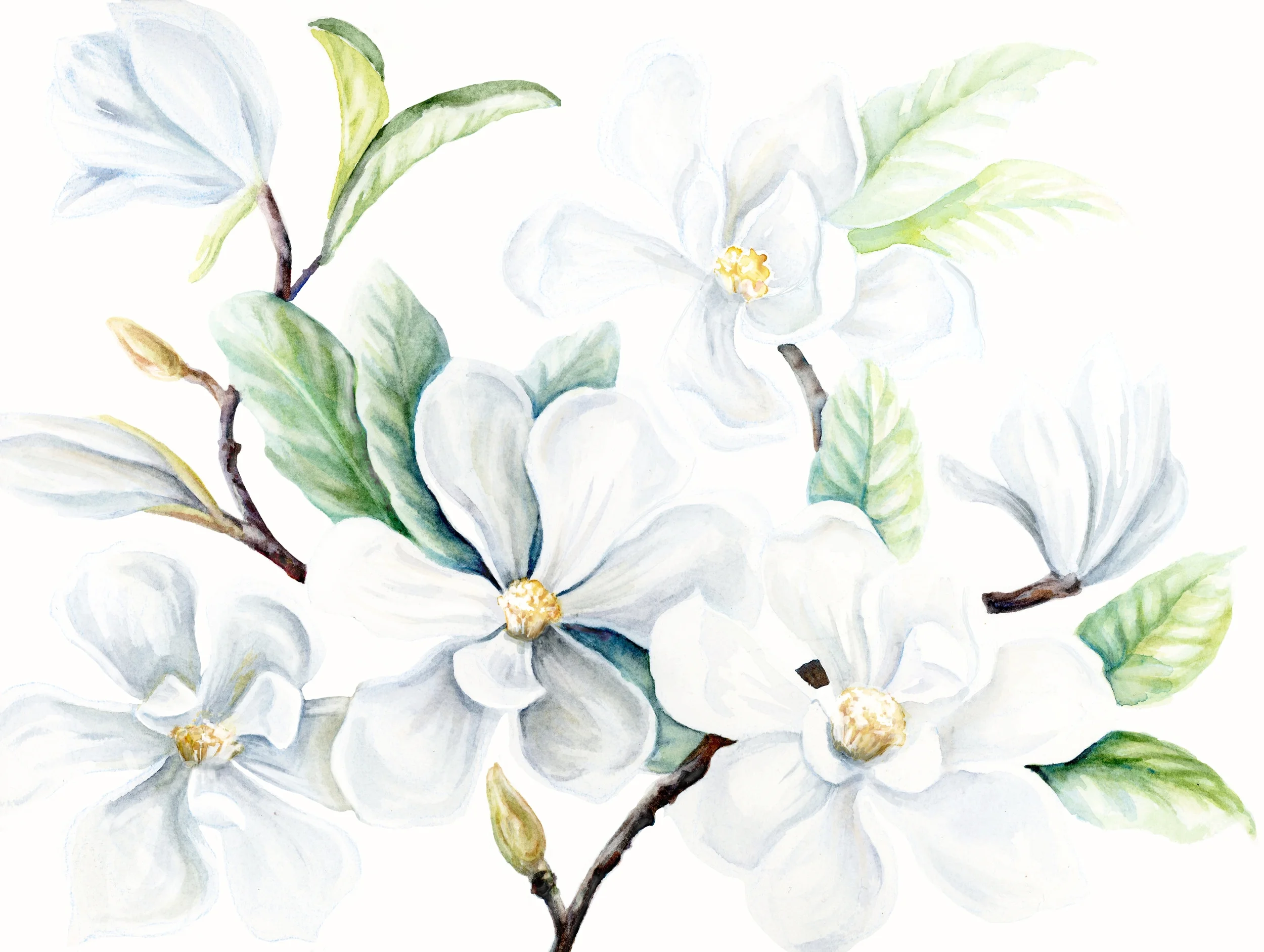 Magnolia_Liner.jpg
