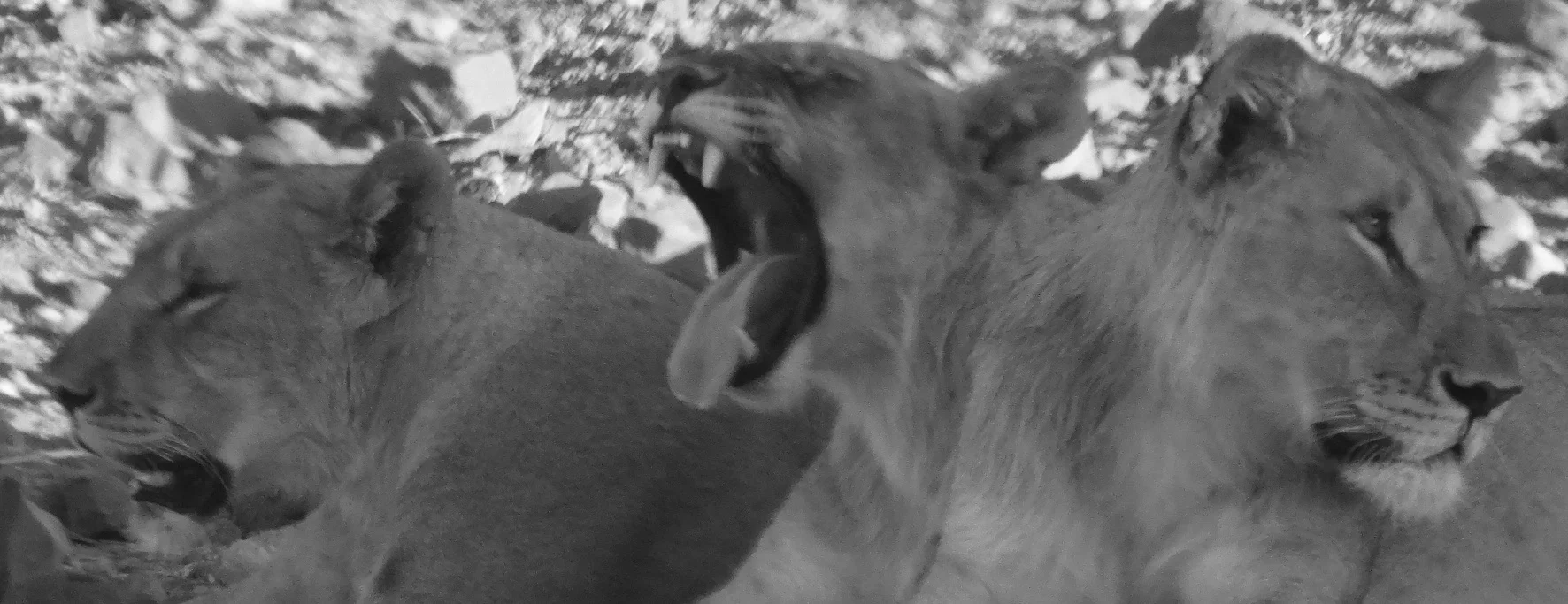 Bored BW.jpg