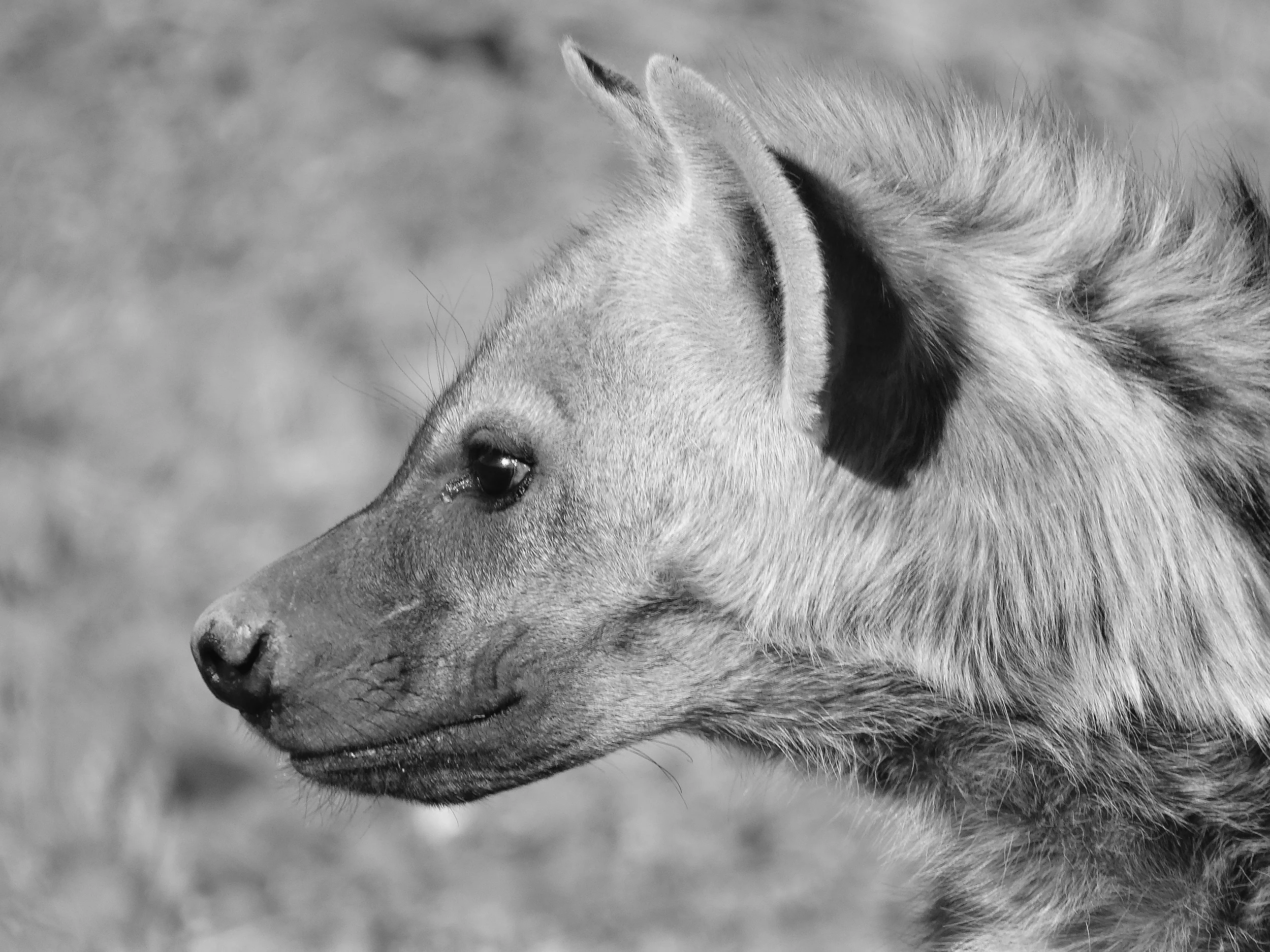 Hyena BW.jpg
