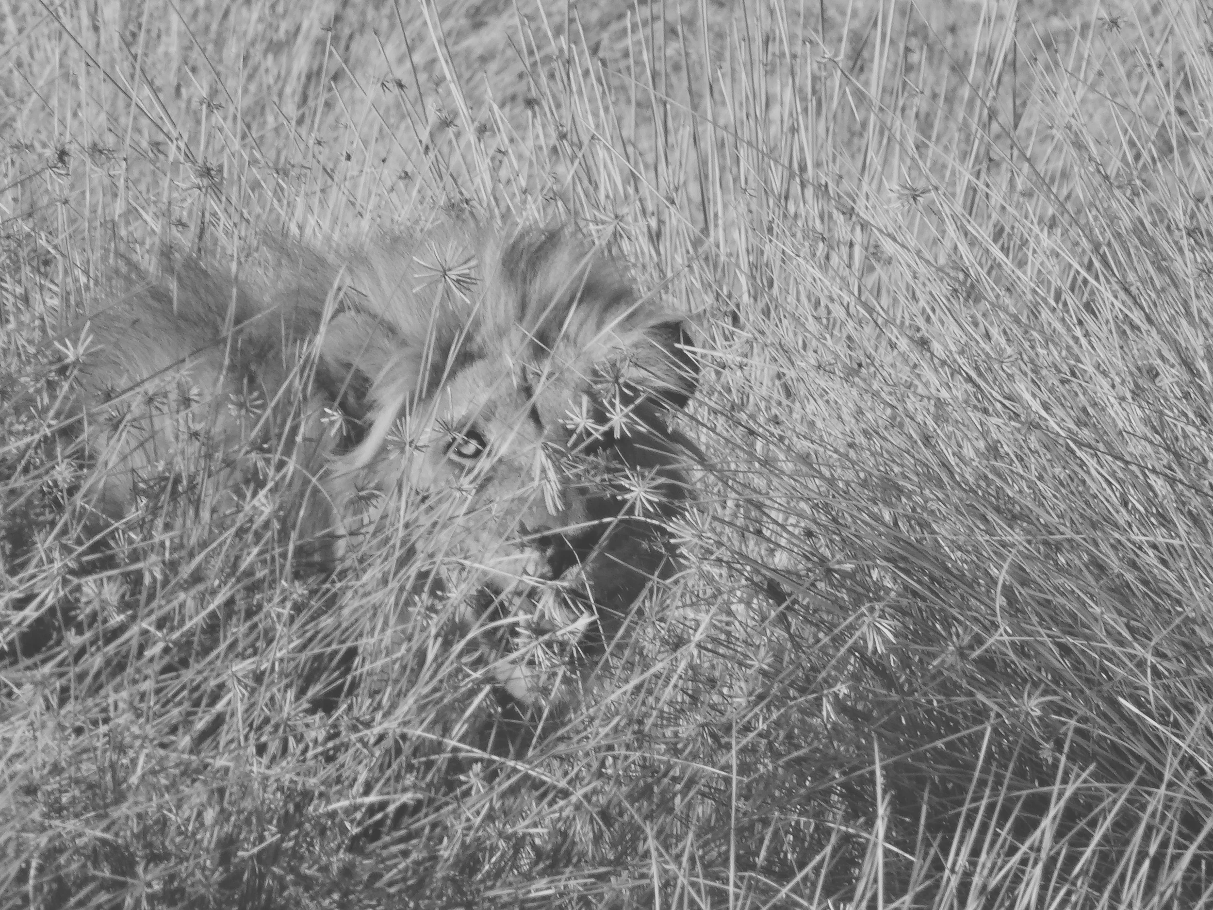 Lyon Blending In Even More BW.jpg