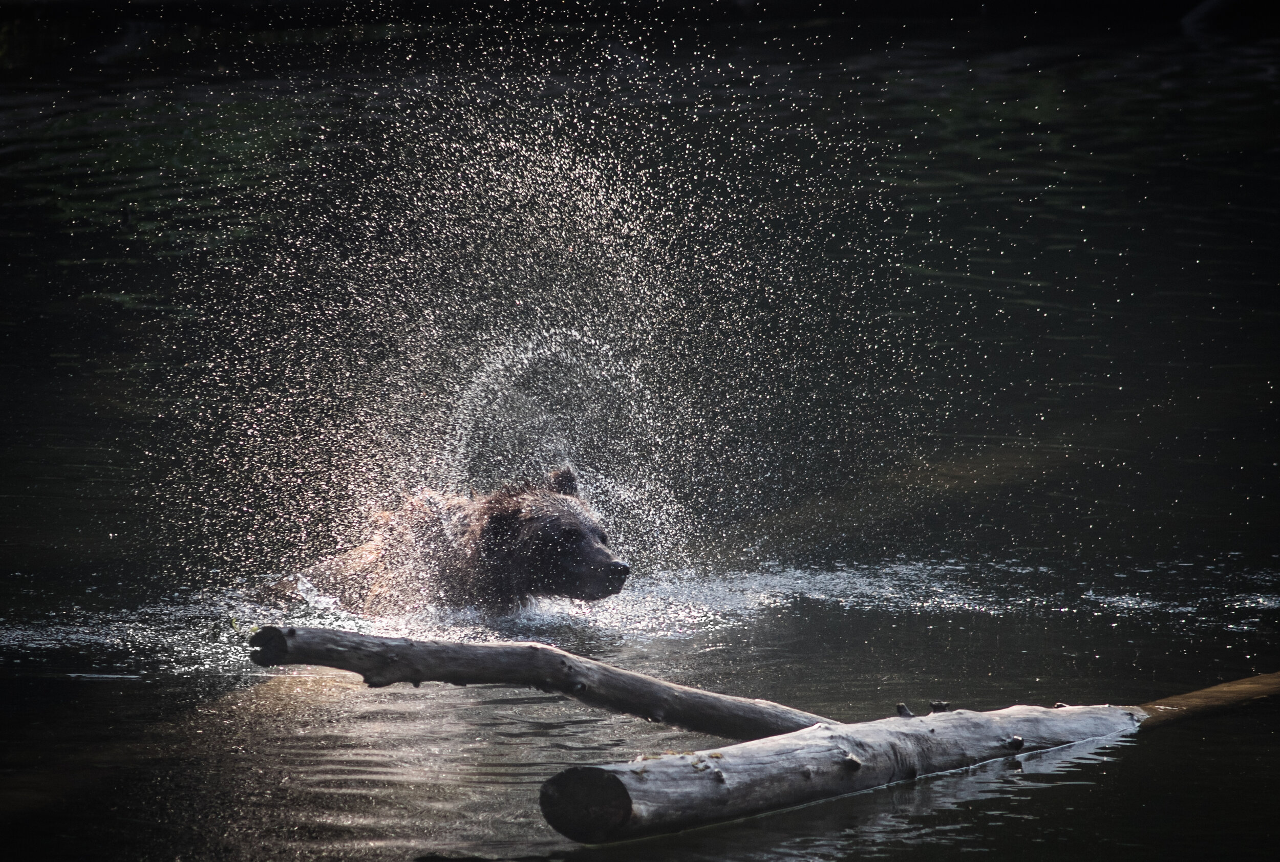 Bear Spray_.jpg