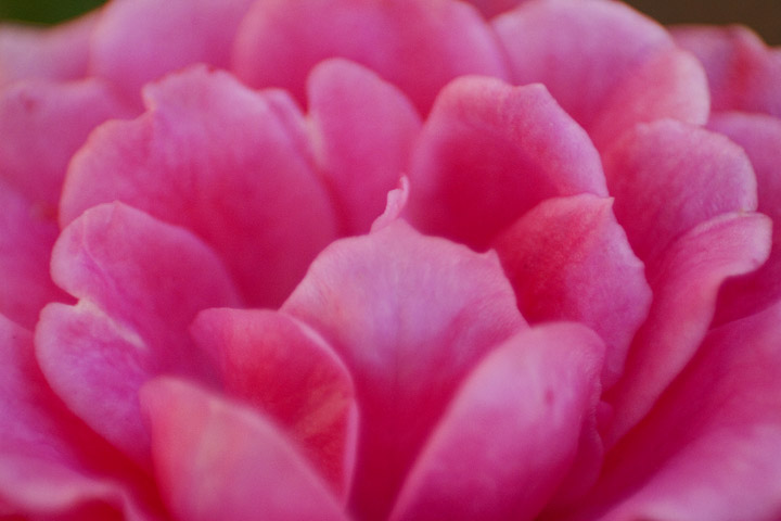 Parkhill, Ontario - A pink rose