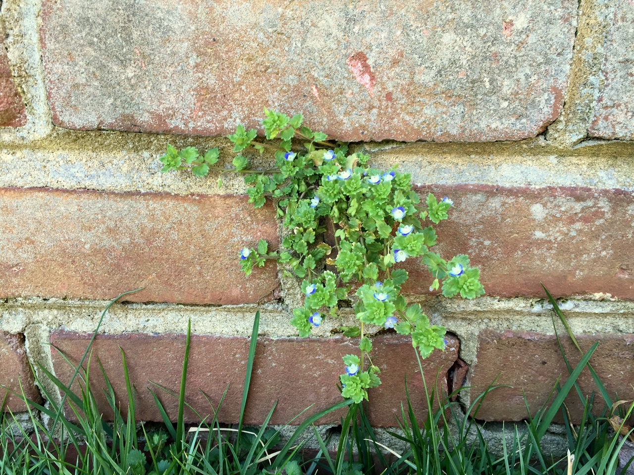 beauty and growth in unexpected places