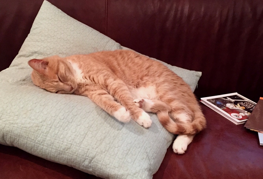 That cat is out!