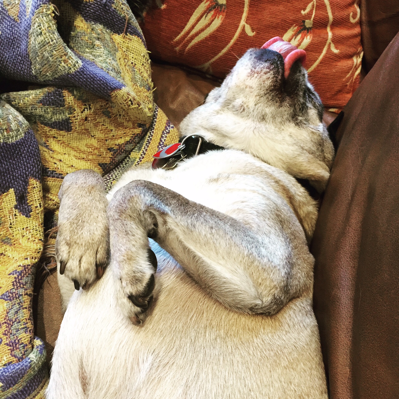 happy pug licking