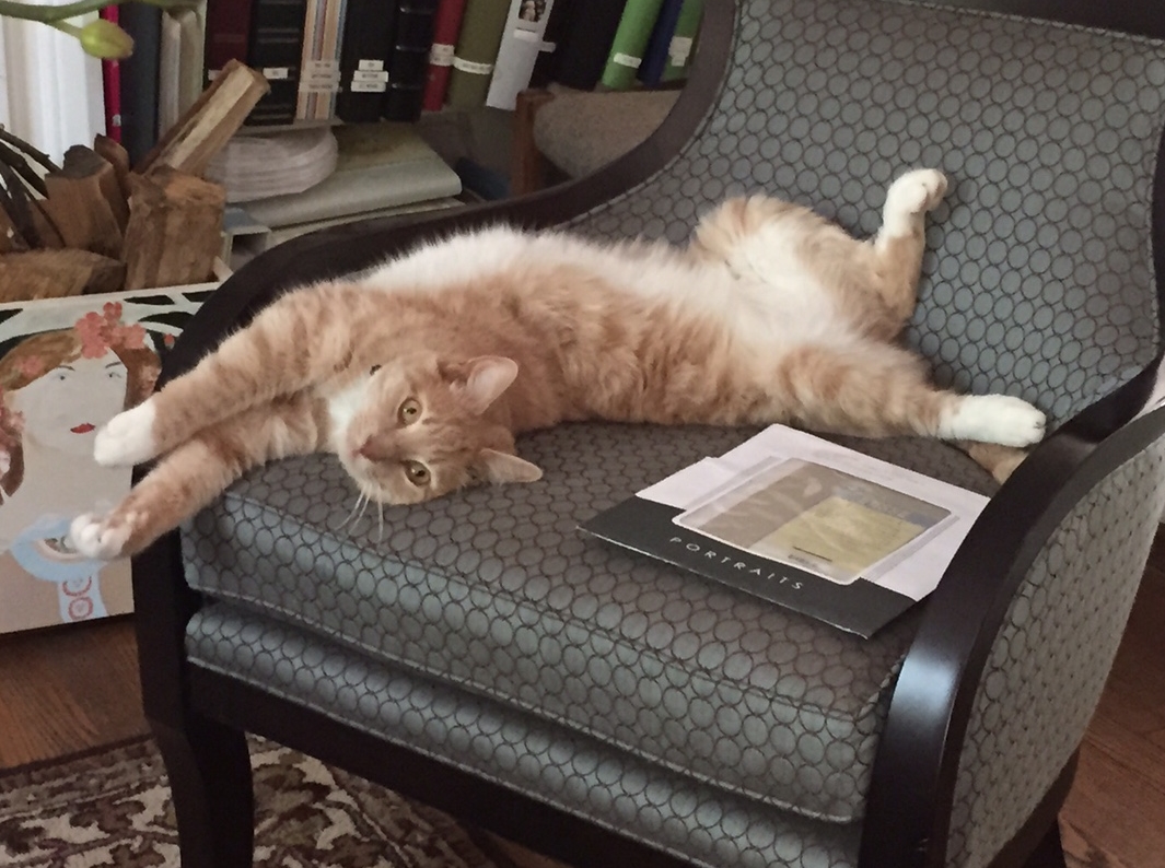 happy cat lazing