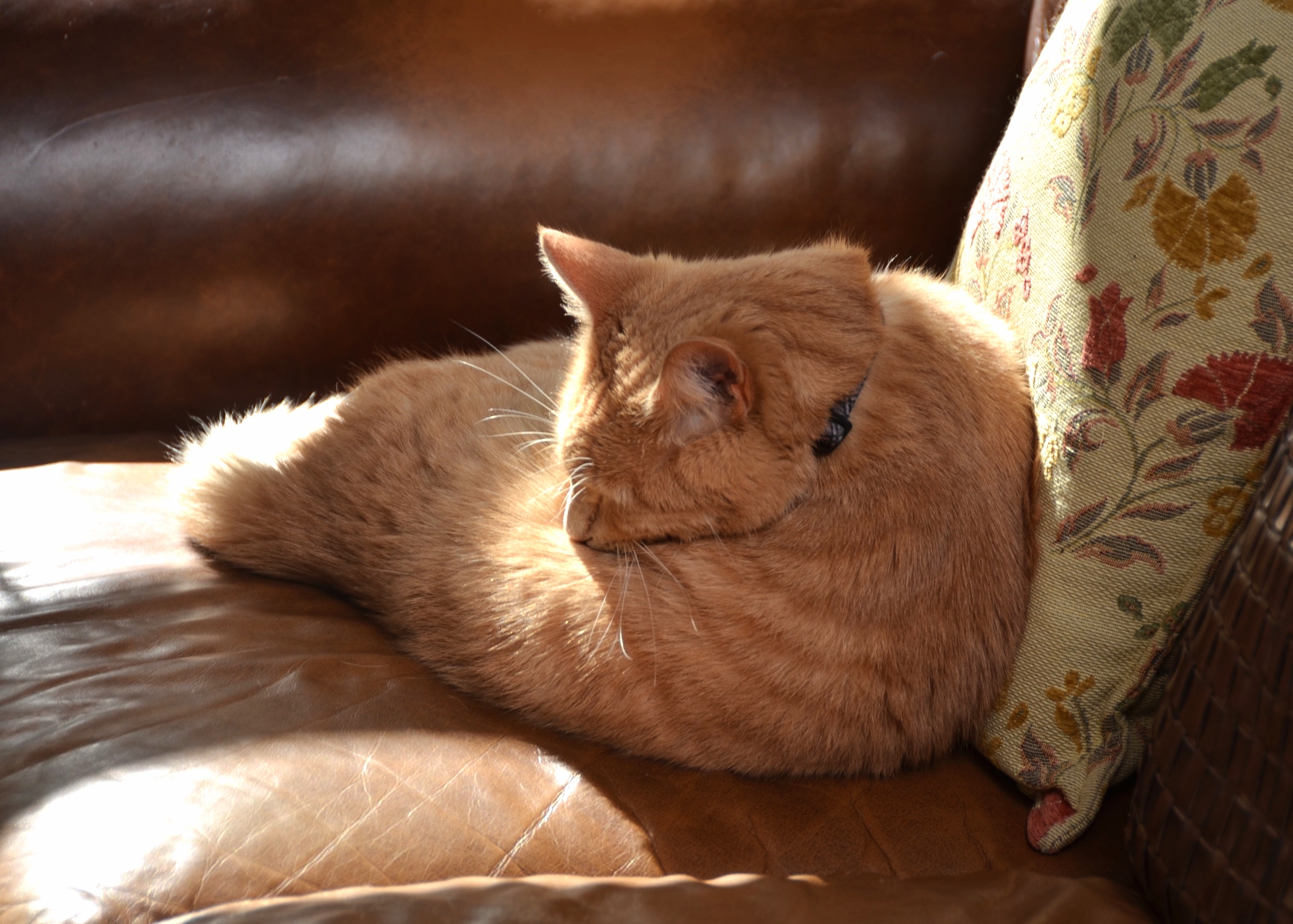 Nutmeg in bird pose
