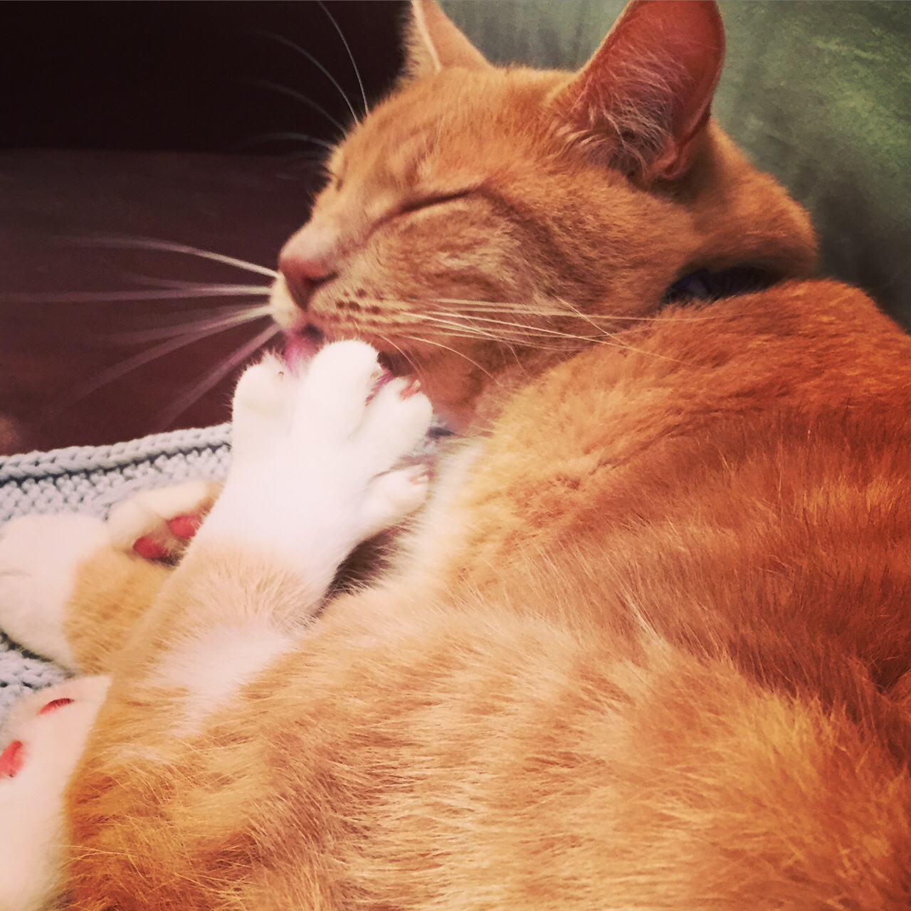 The nut cleans his toes.