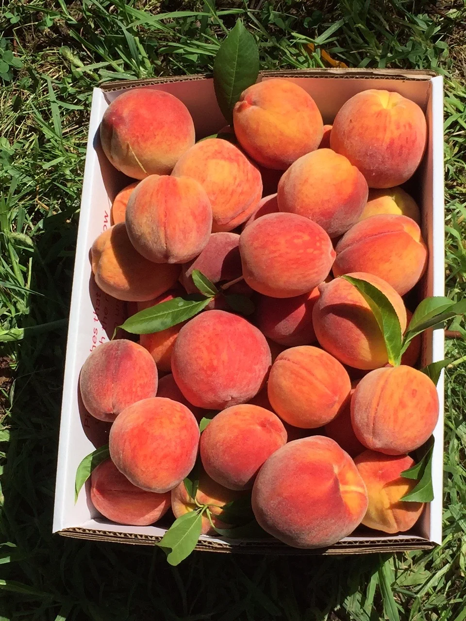 Peaches! #nofilter