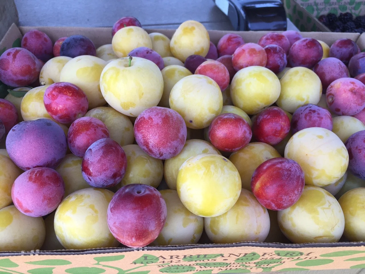 Plums! #nofilter
