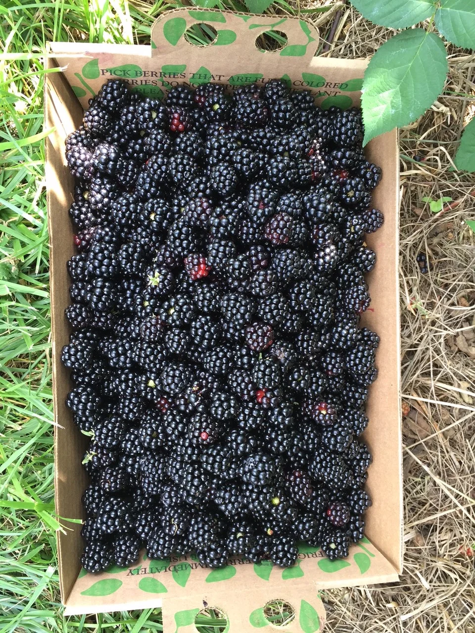 Blackberries or caviar? #nofilter
