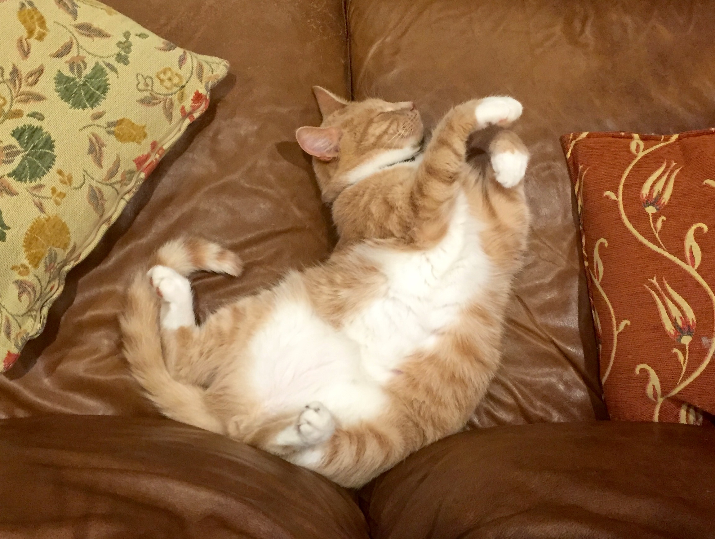 The life this cat has!