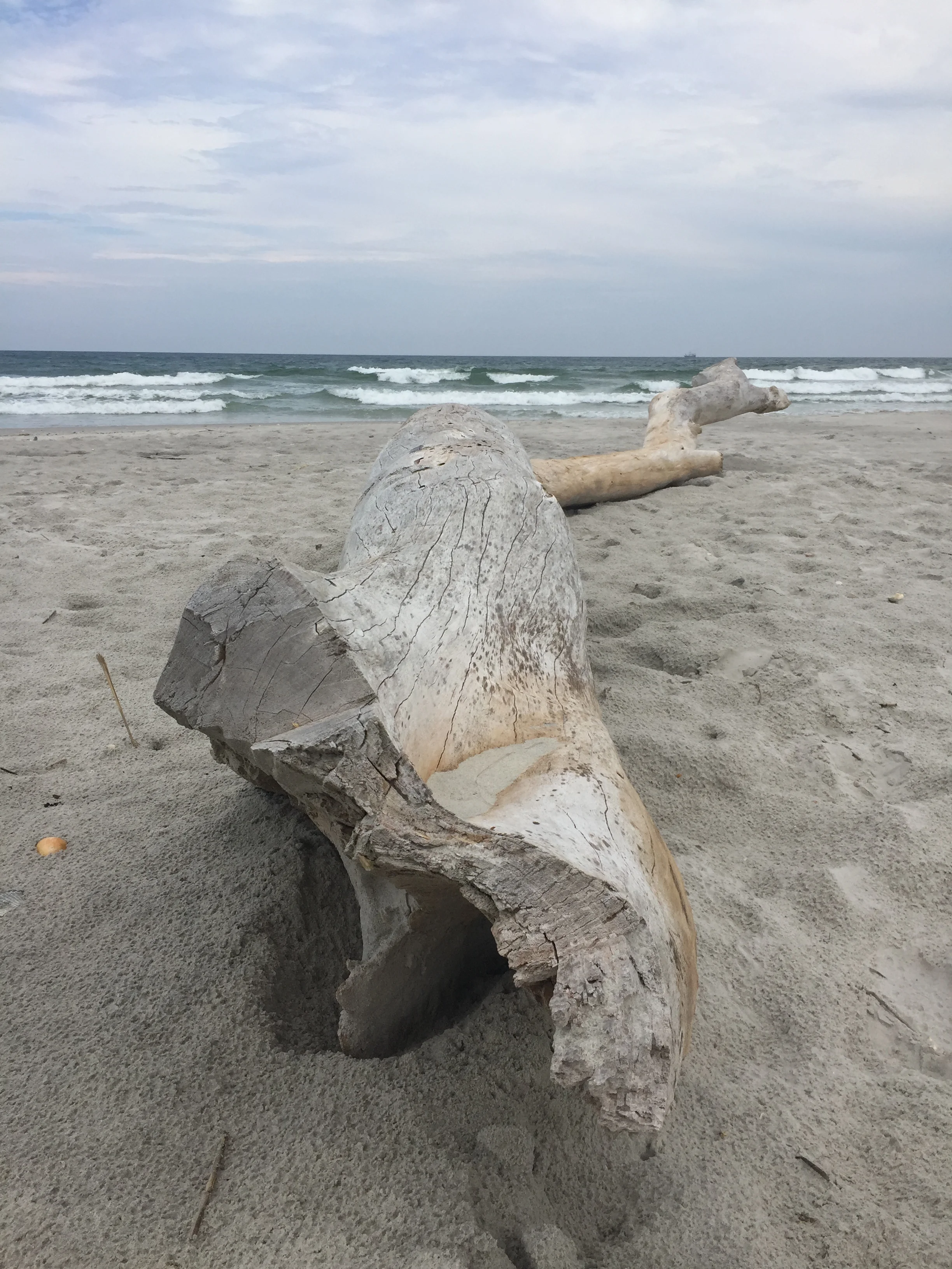 said driftwood