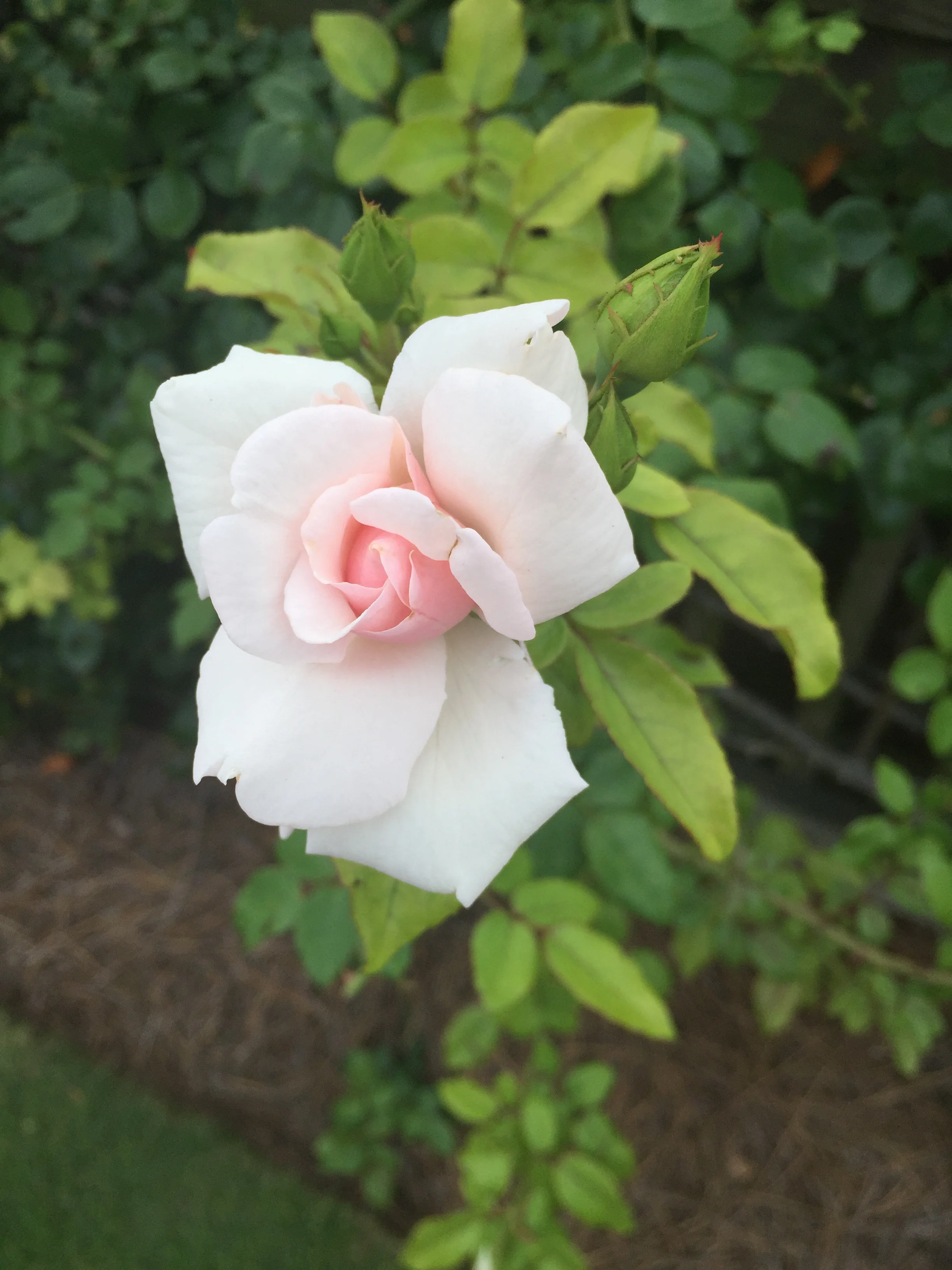 a splash of color; so much promise in a bud, yes?