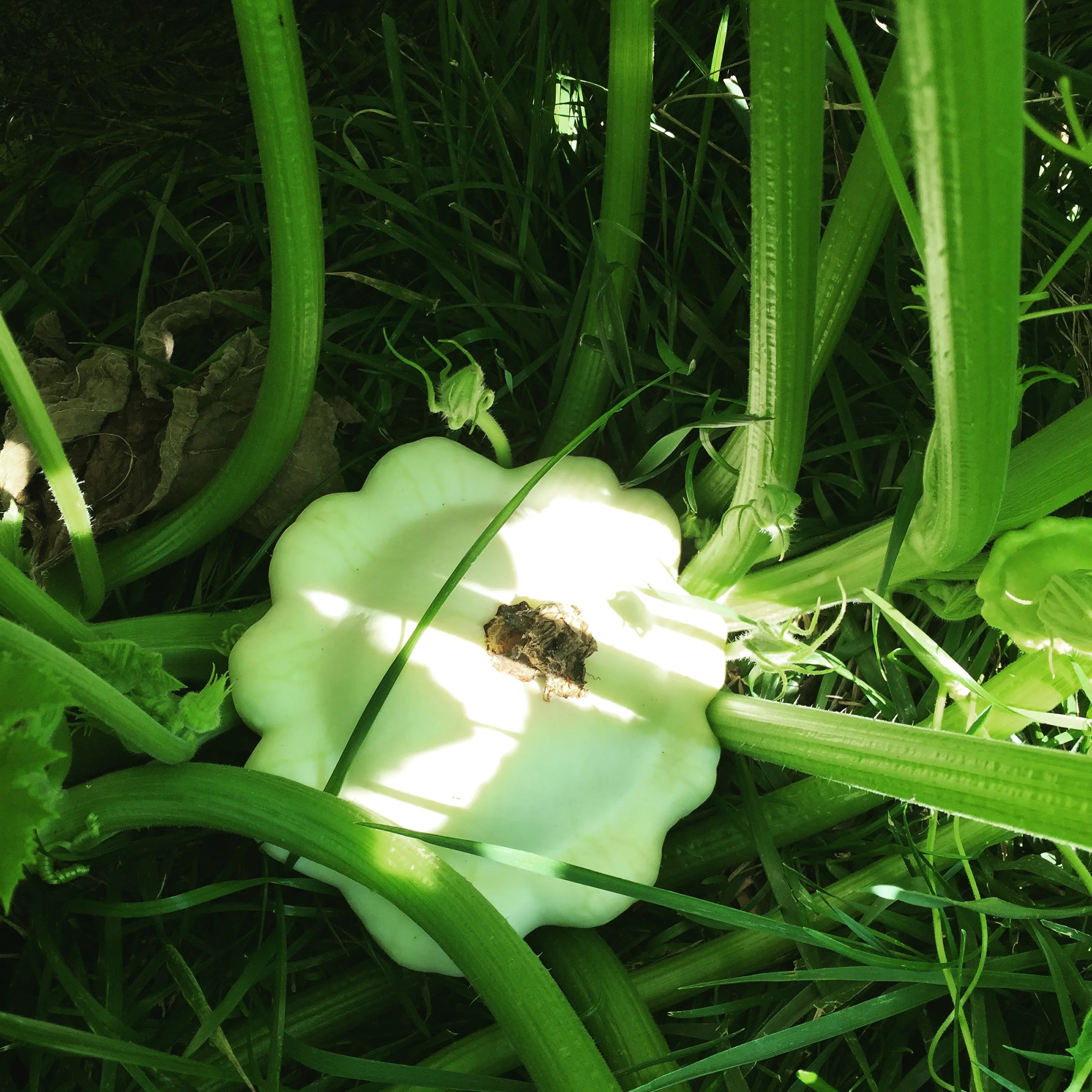 A gorgeous pattypan squash!