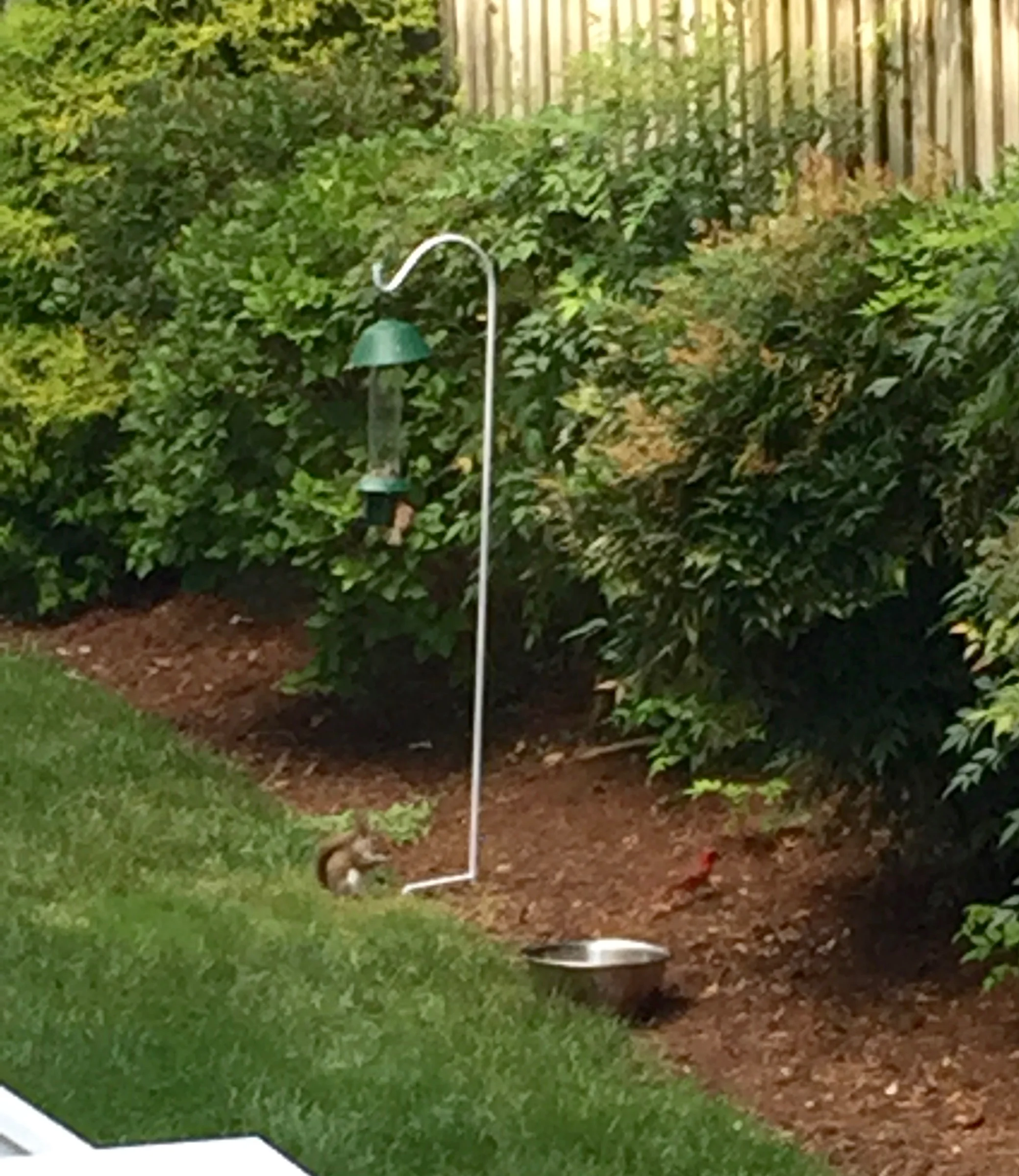 somewhat blurry because i had to be stealth, but you can a squirrel, cardinal and a finch. That bowl is full of water- do you think anything will jump in or drink from it?