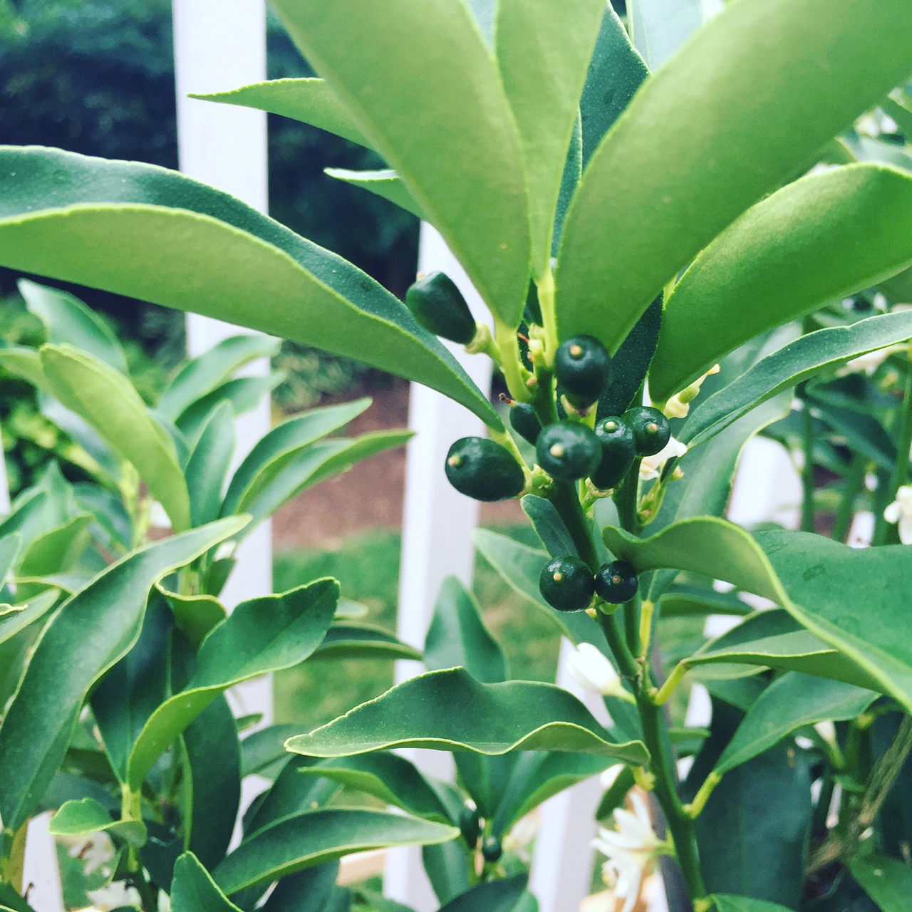 Y'all, my kumquats are growing. I'm beside myself. I've been waiting forever. Kumquat vibes, please!