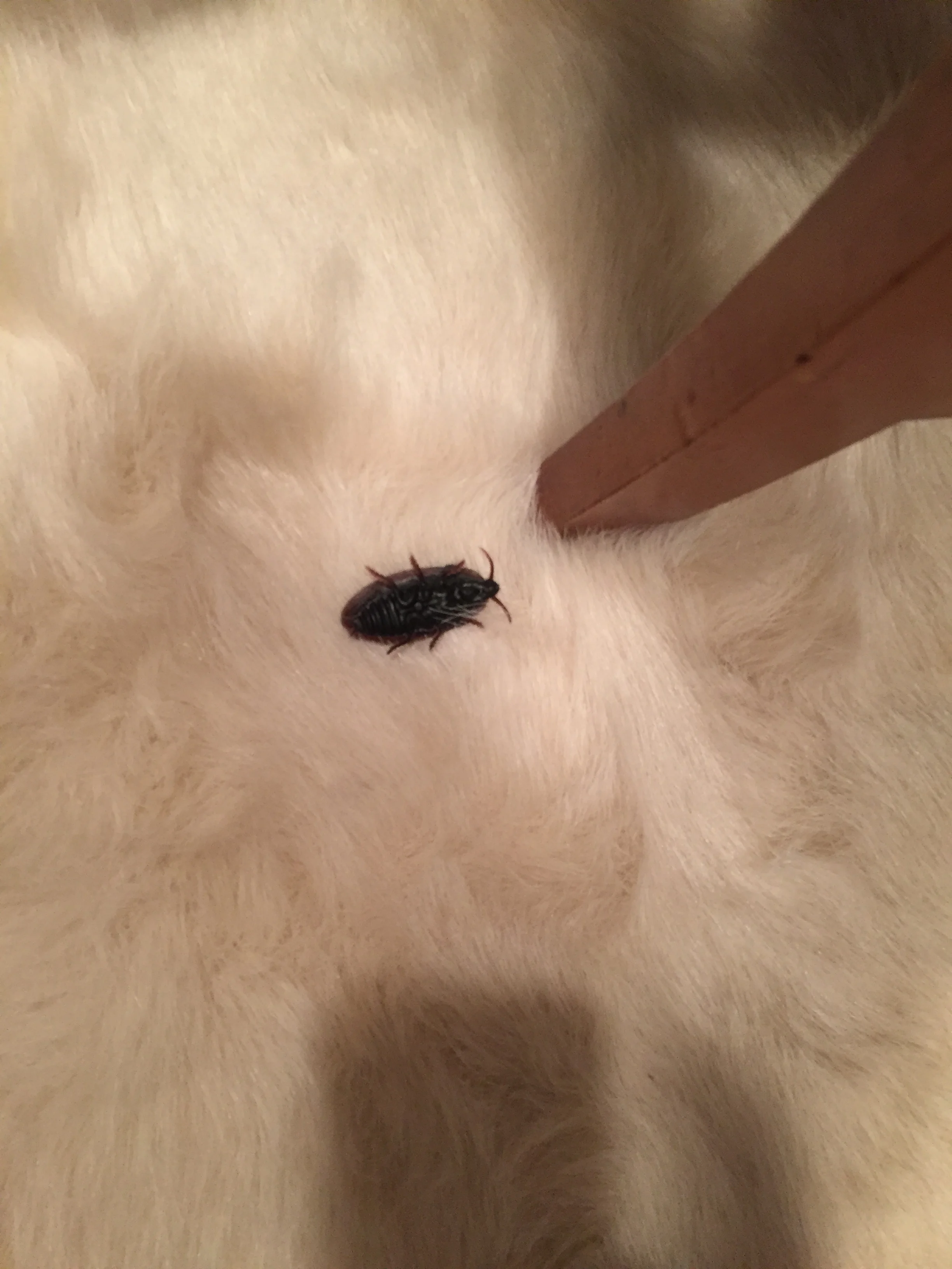 revolting and, mercifully, fake